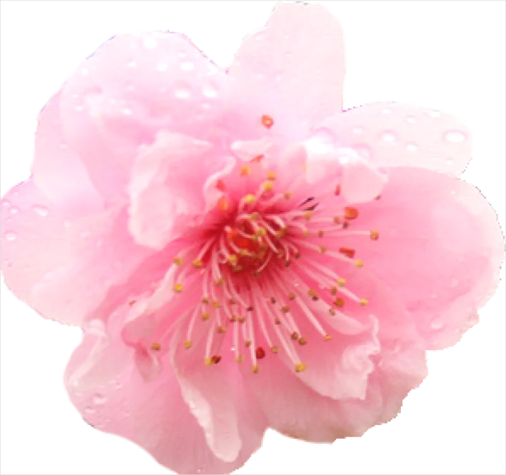 Detail Cherry Blossom Transparent Png Number 3