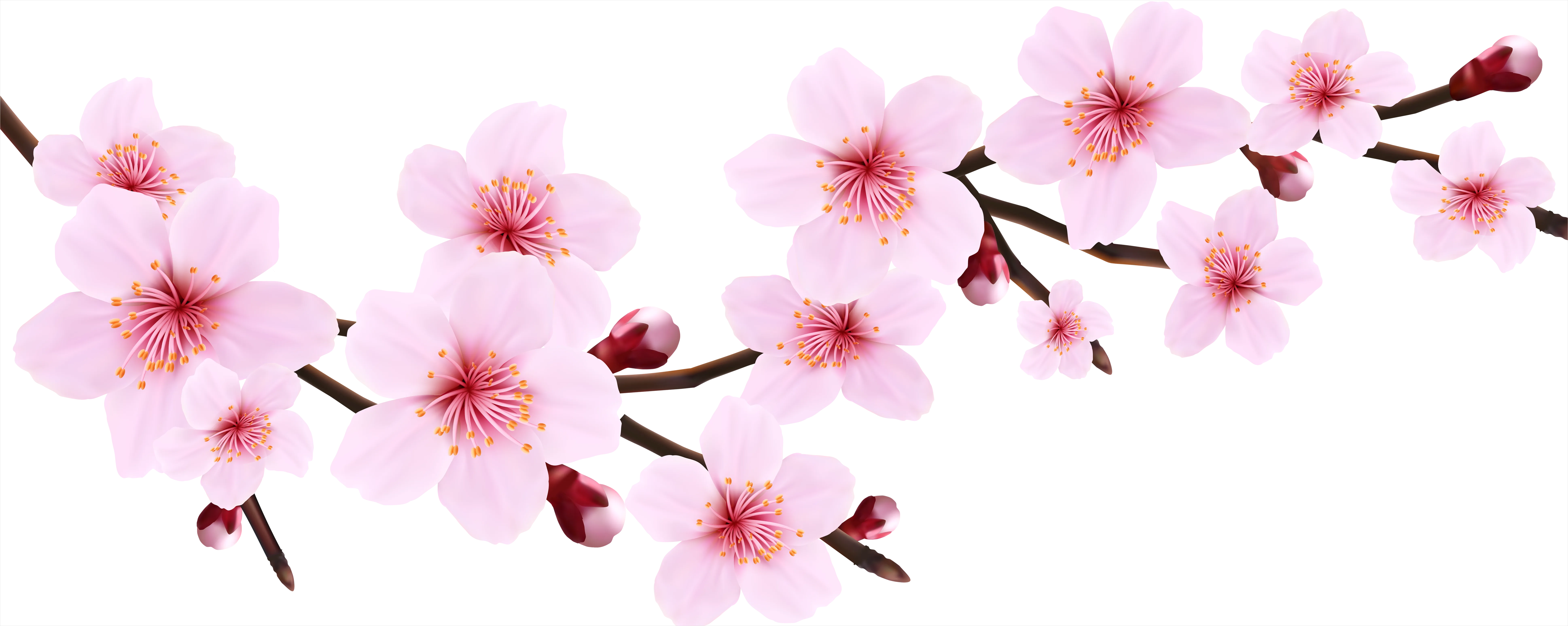 Detail Cherry Blossom Transparent Png Number 4