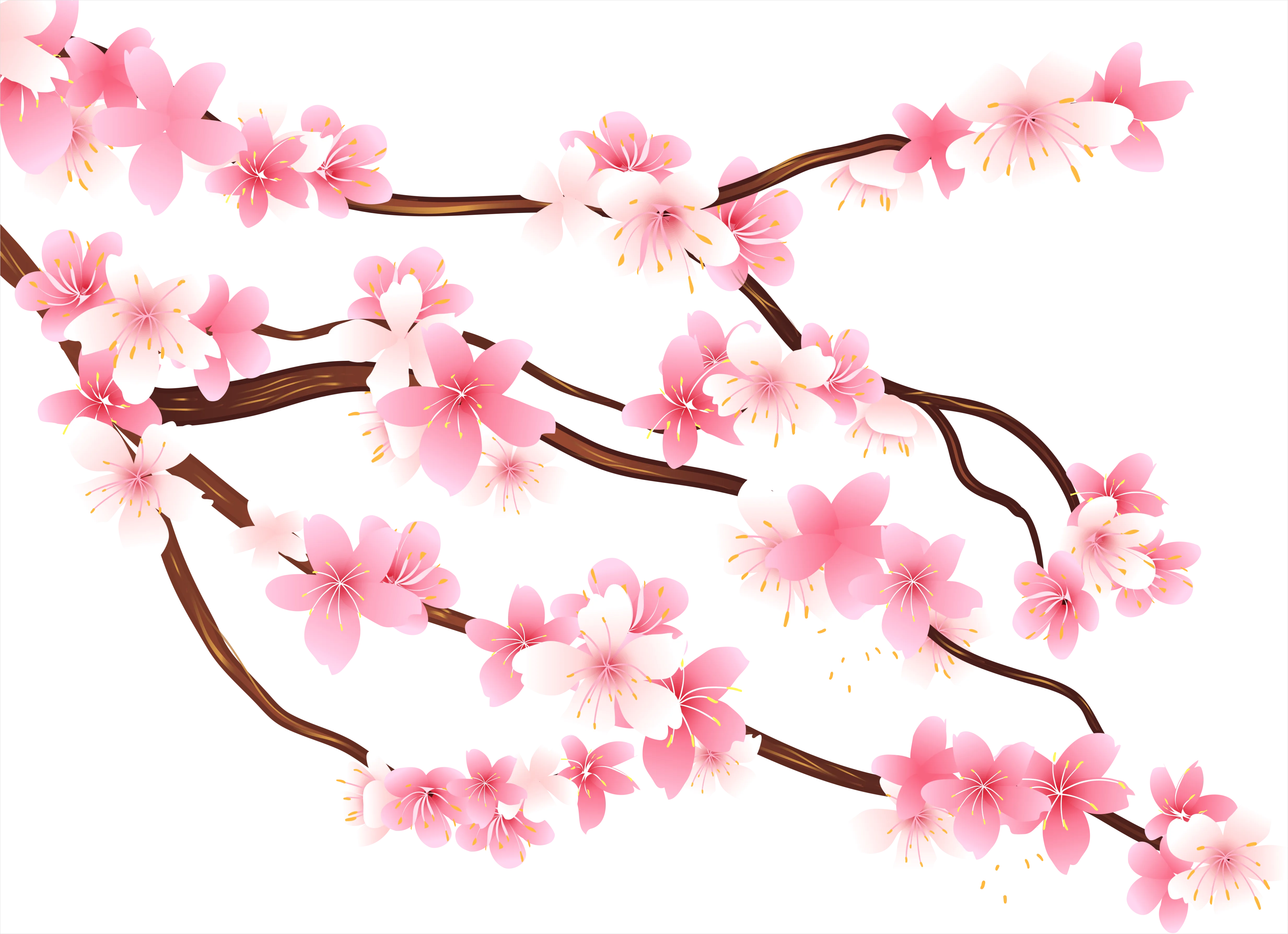Detail Cherry Blossom Transparent Png Number 8