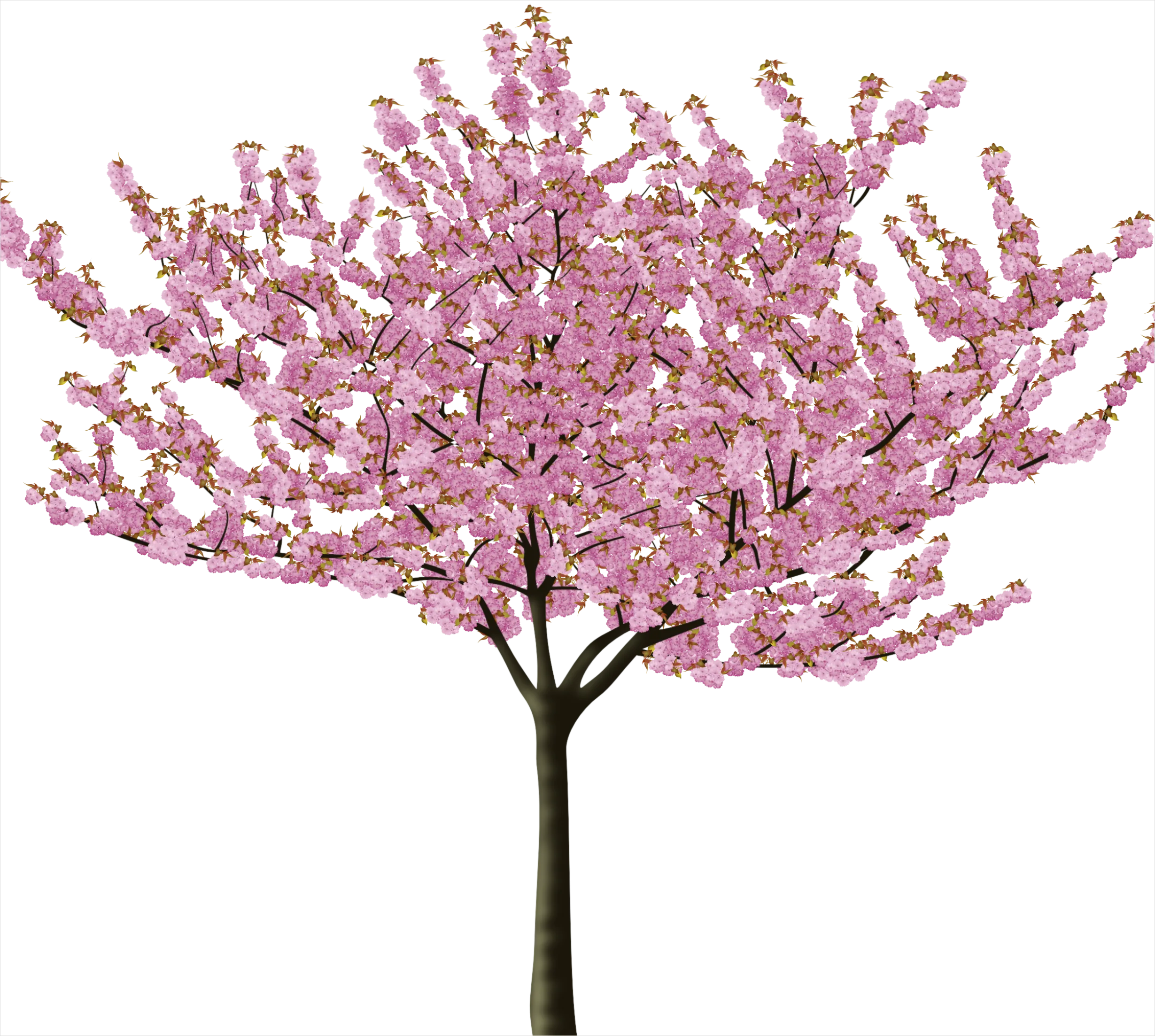 Detail Cherry Blossom Transparent Png Number 10
