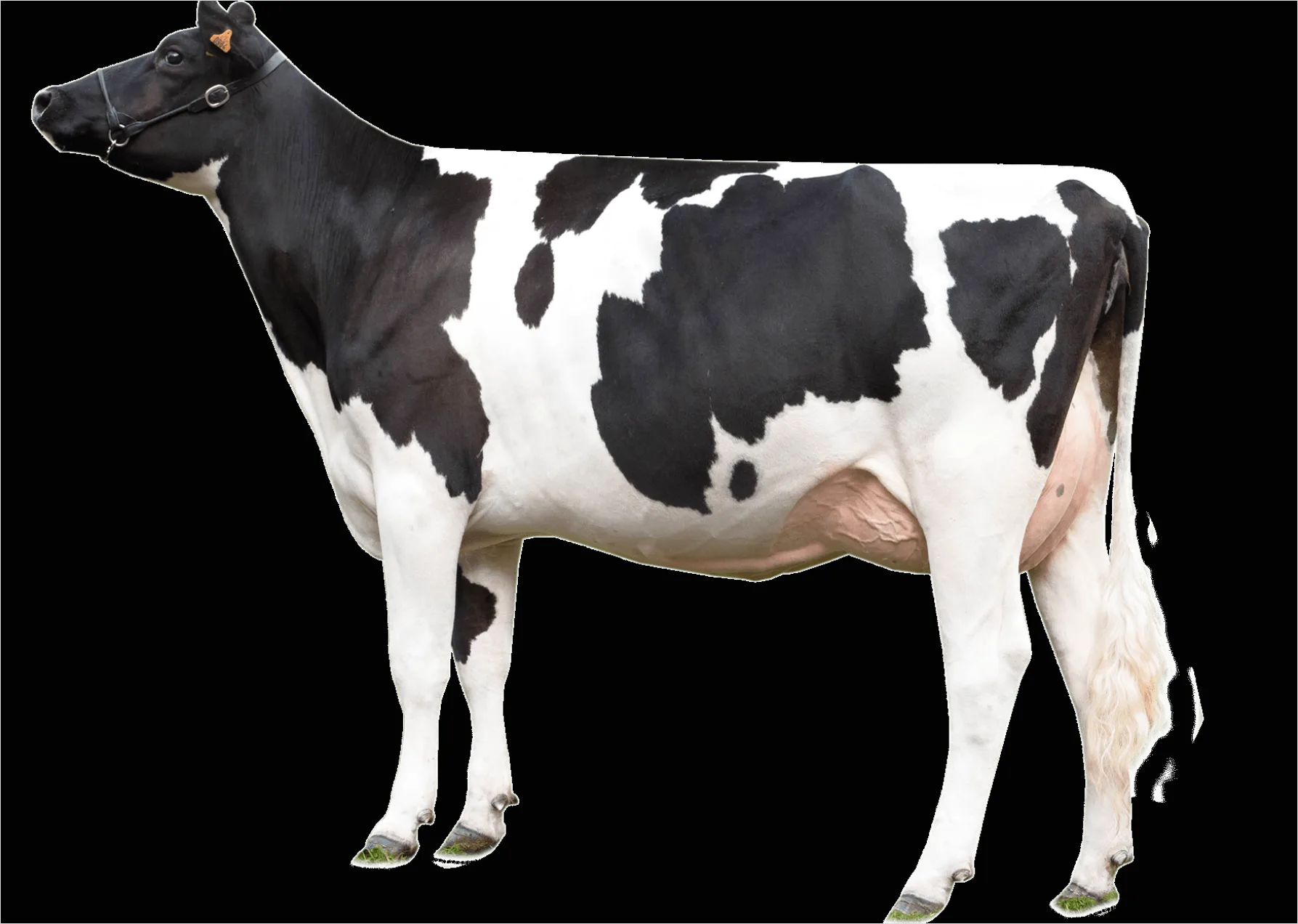 Detail Cow Print Transparent Png Number 12