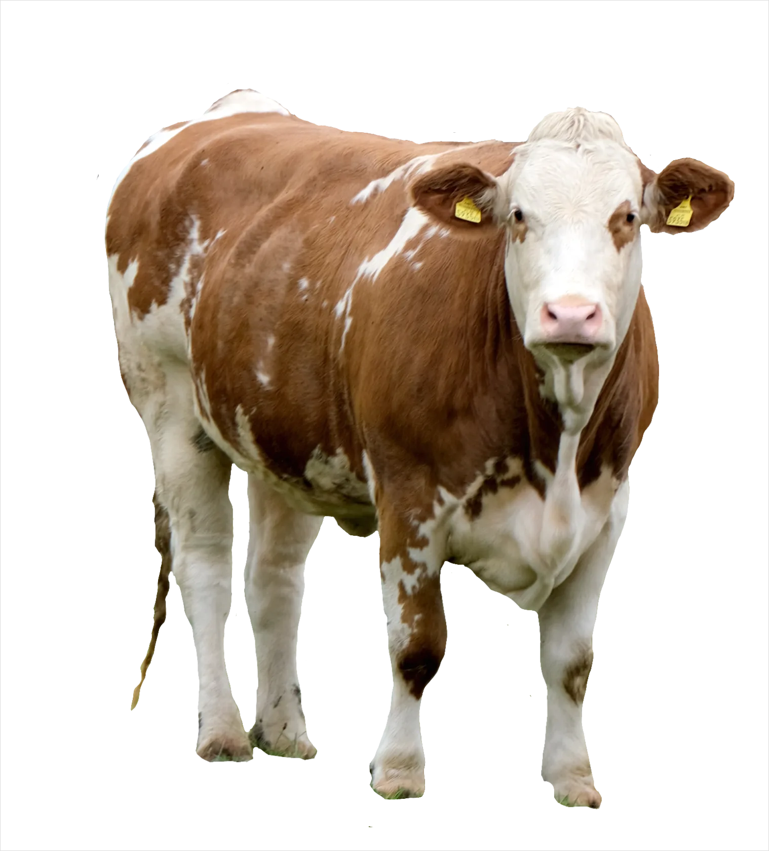 Detail Cow Print Transparent Png Number 13