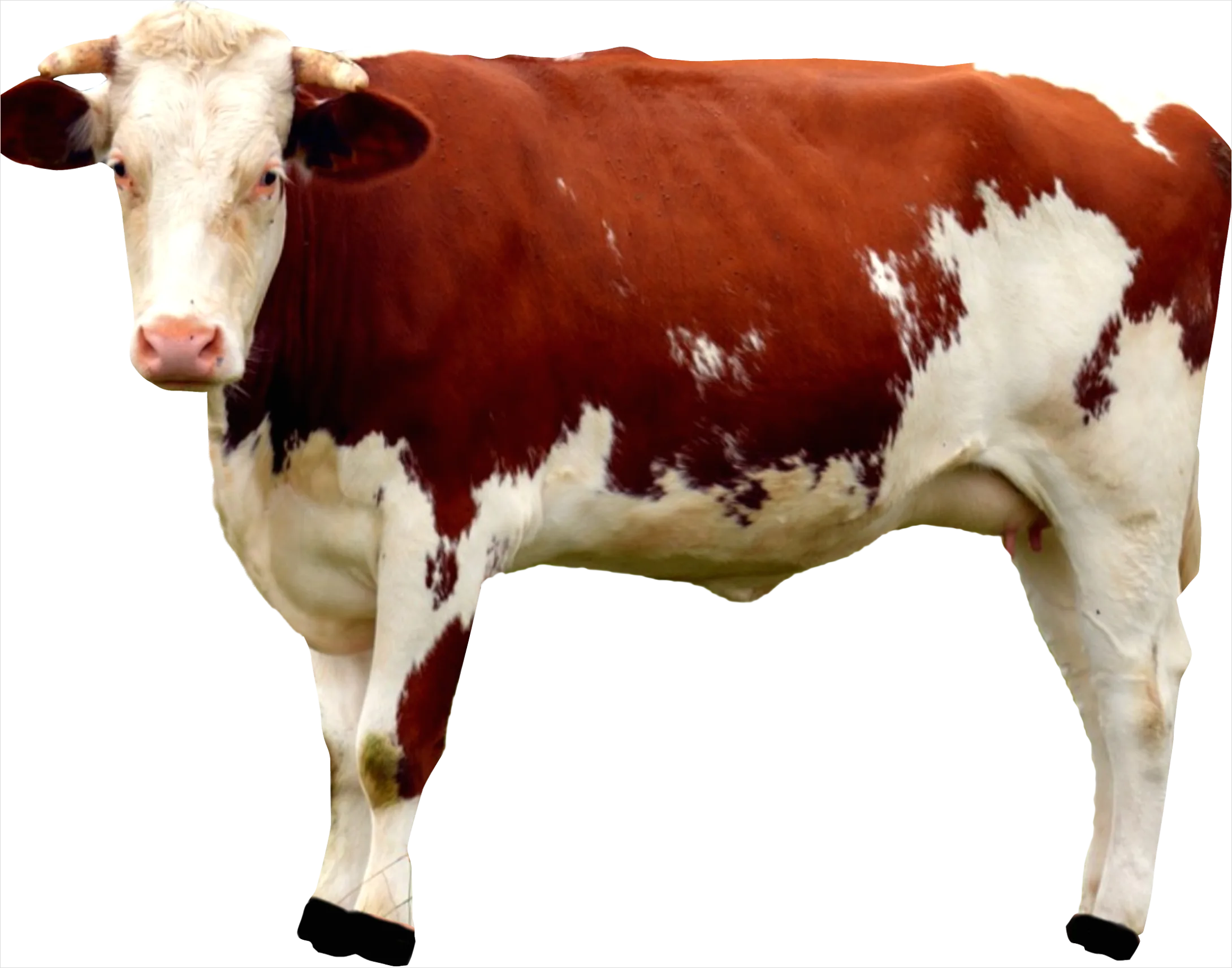 Detail Cow Print Transparent Png Number 14