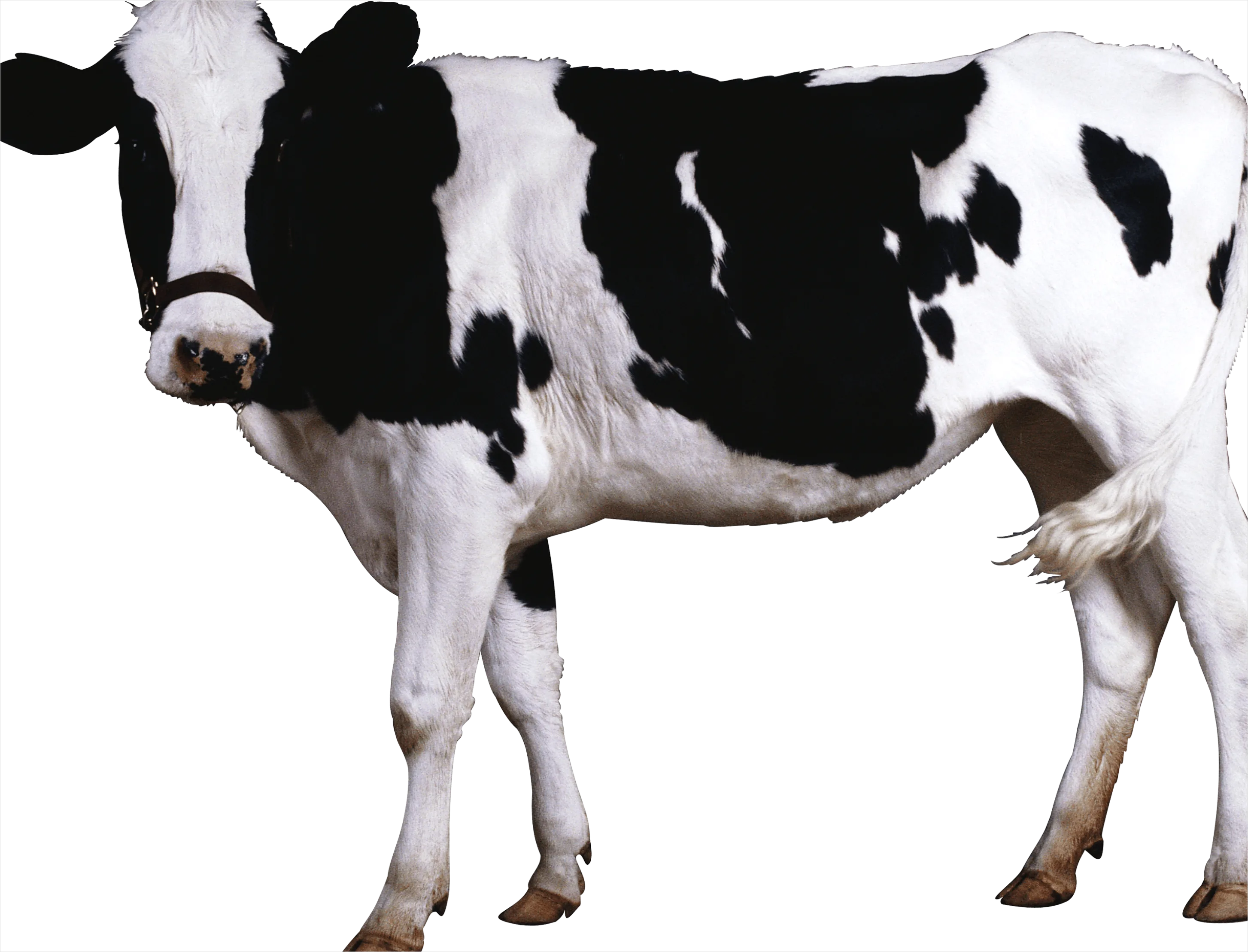 Detail Cow Print Transparent Png Number 7