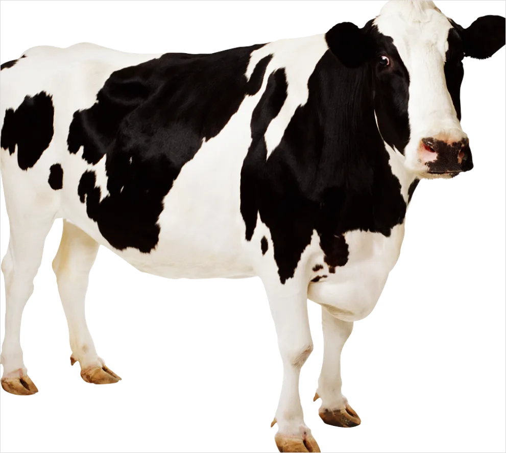 Detail Cow Print Transparent Png Number 9