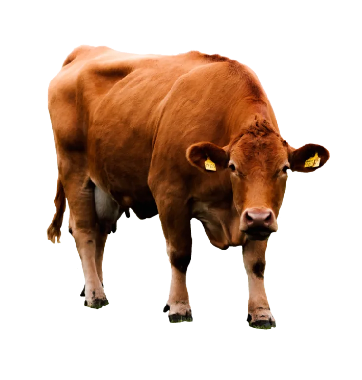 Detail Cow Print Transparent Png Number 10