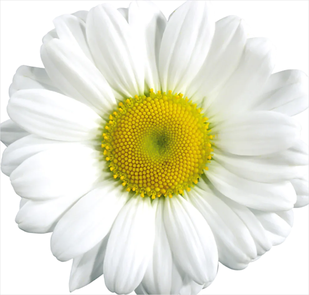 Detail Daisy Flower Transparent Png Number 2
