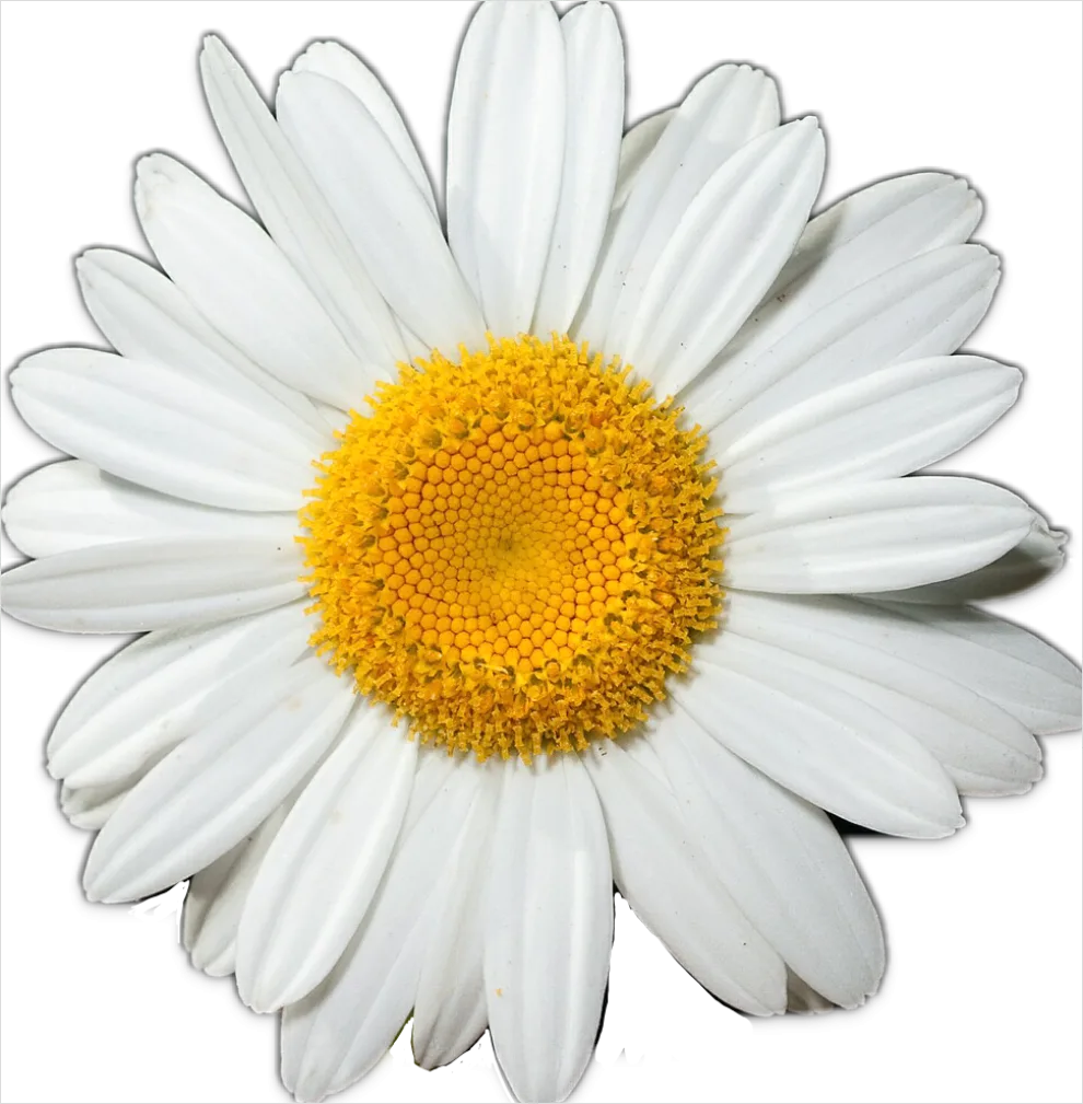 Detail Daisy Flower Transparent Png Number 3