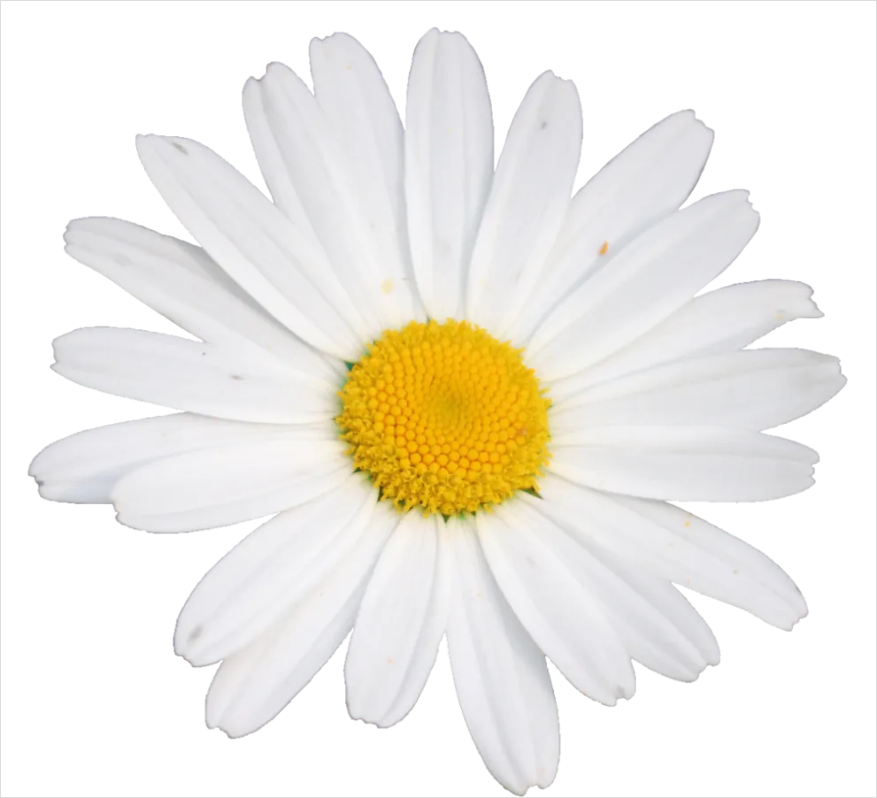 Detail Daisy Flower Transparent Png Number 4