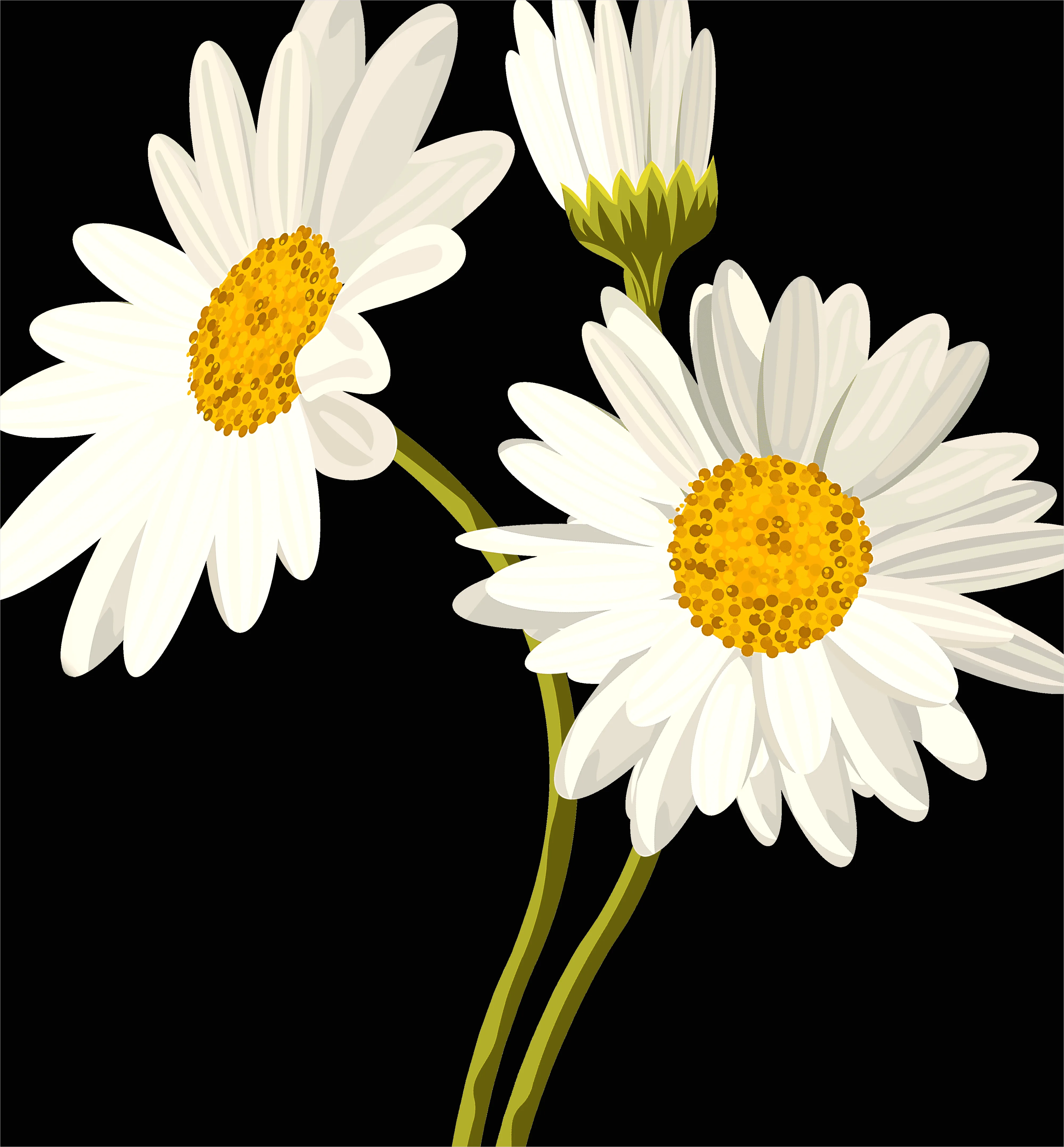 Detail Daisy Flower Transparent Png Number 5