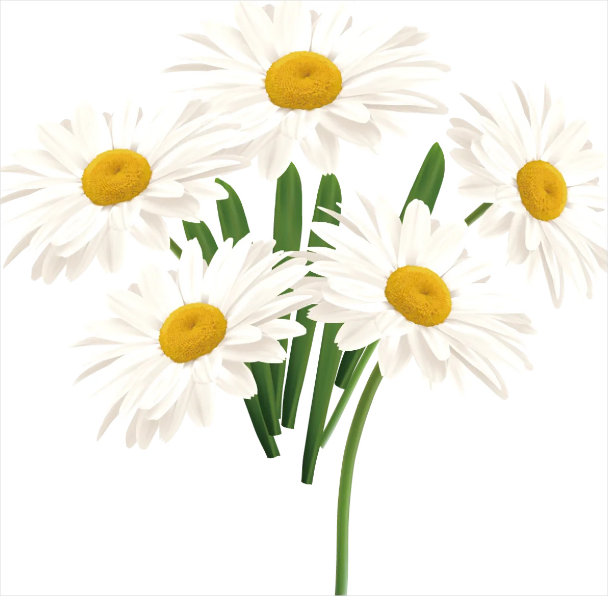 Detail Daisy Flower Transparent Png Number 6