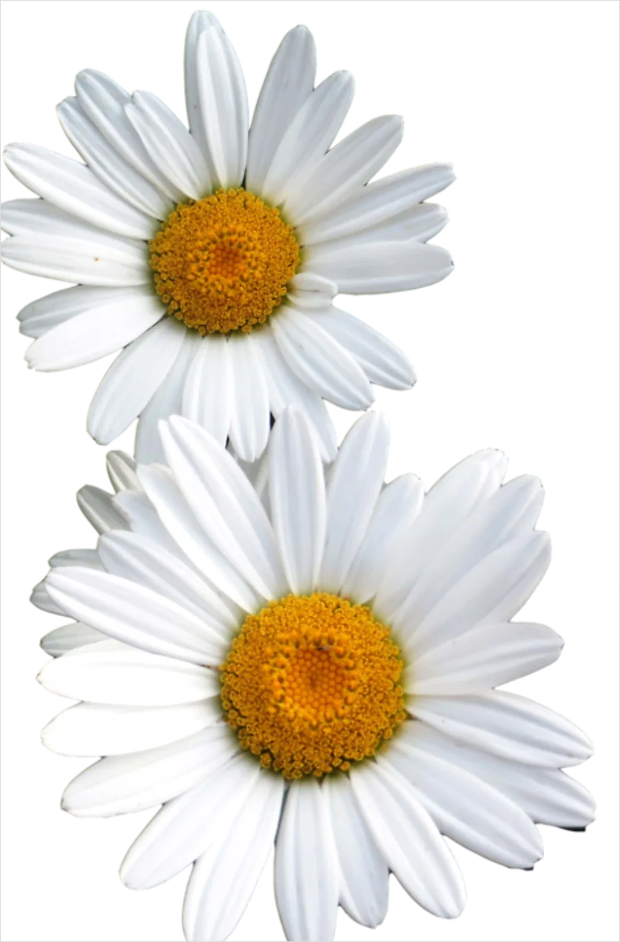 Detail Daisy Flower Transparent Png Number 7
