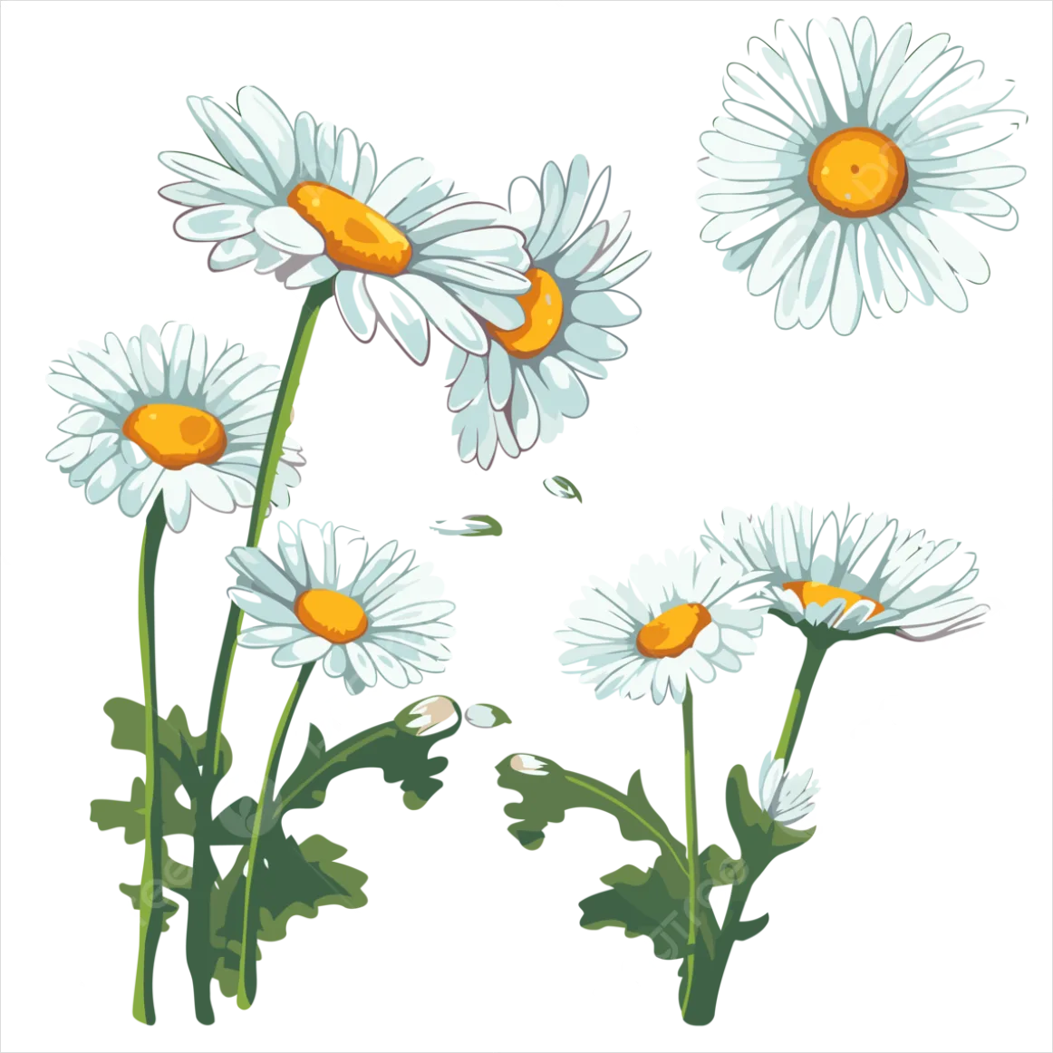 Detail Daisy Flower Transparent Png Number 8