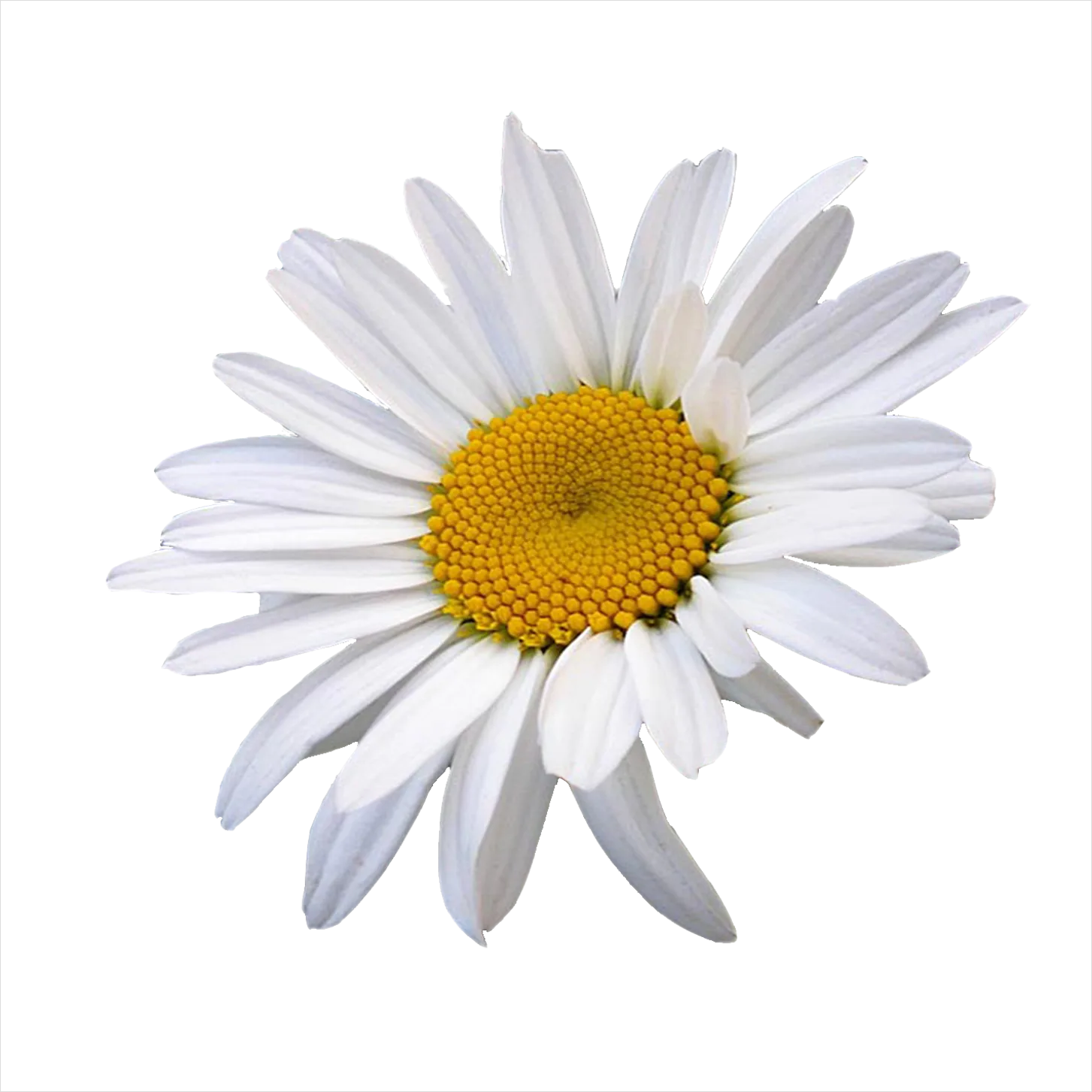 Detail Daisy Flower Transparent Png Number 9