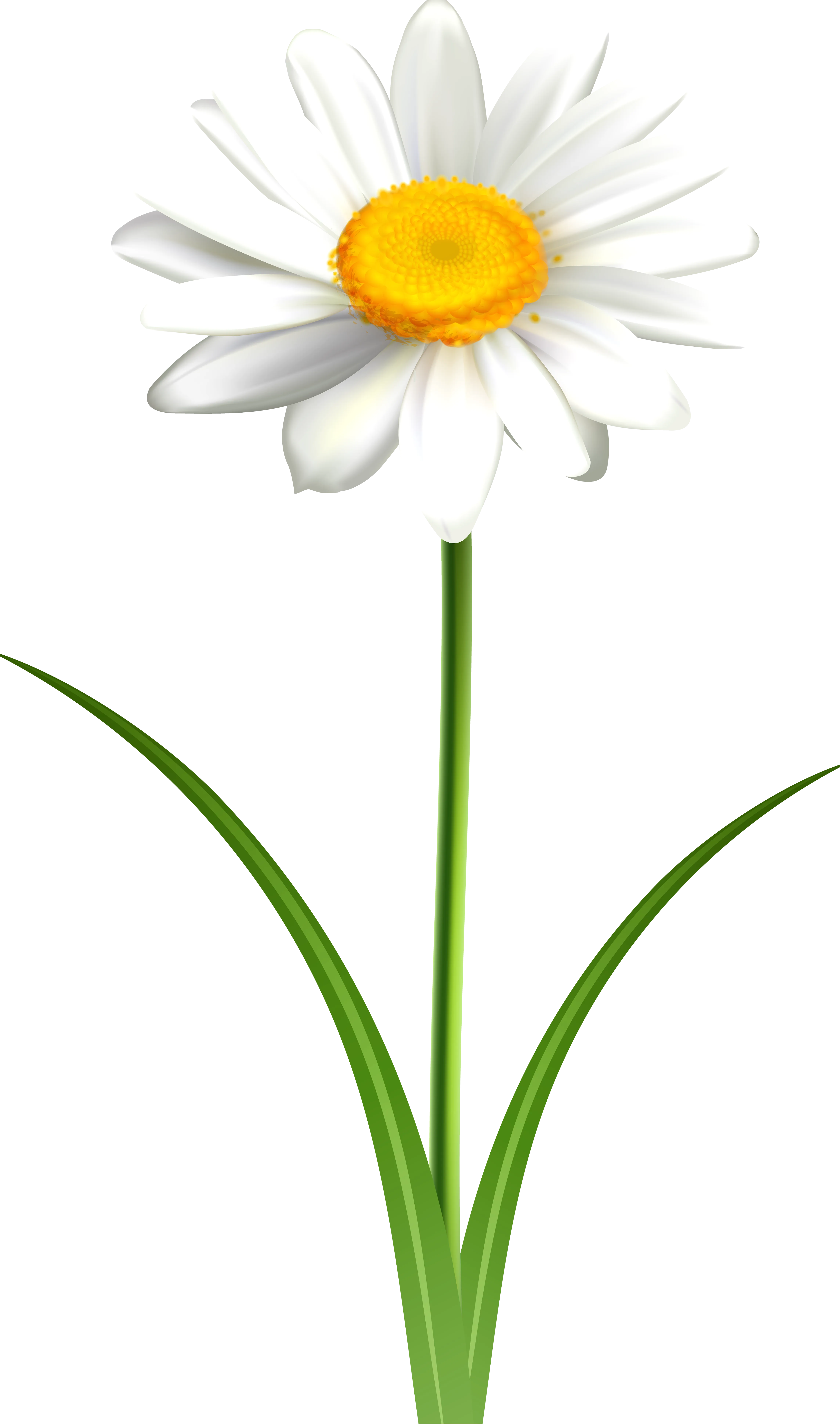 Detail Daisy Flower Transparent Png Number 10