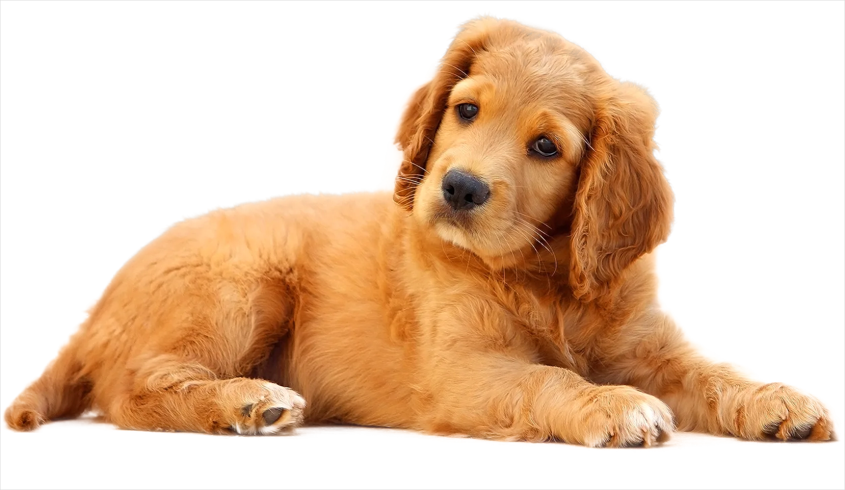 Detail Dog Transparent Png Clipart Number 11