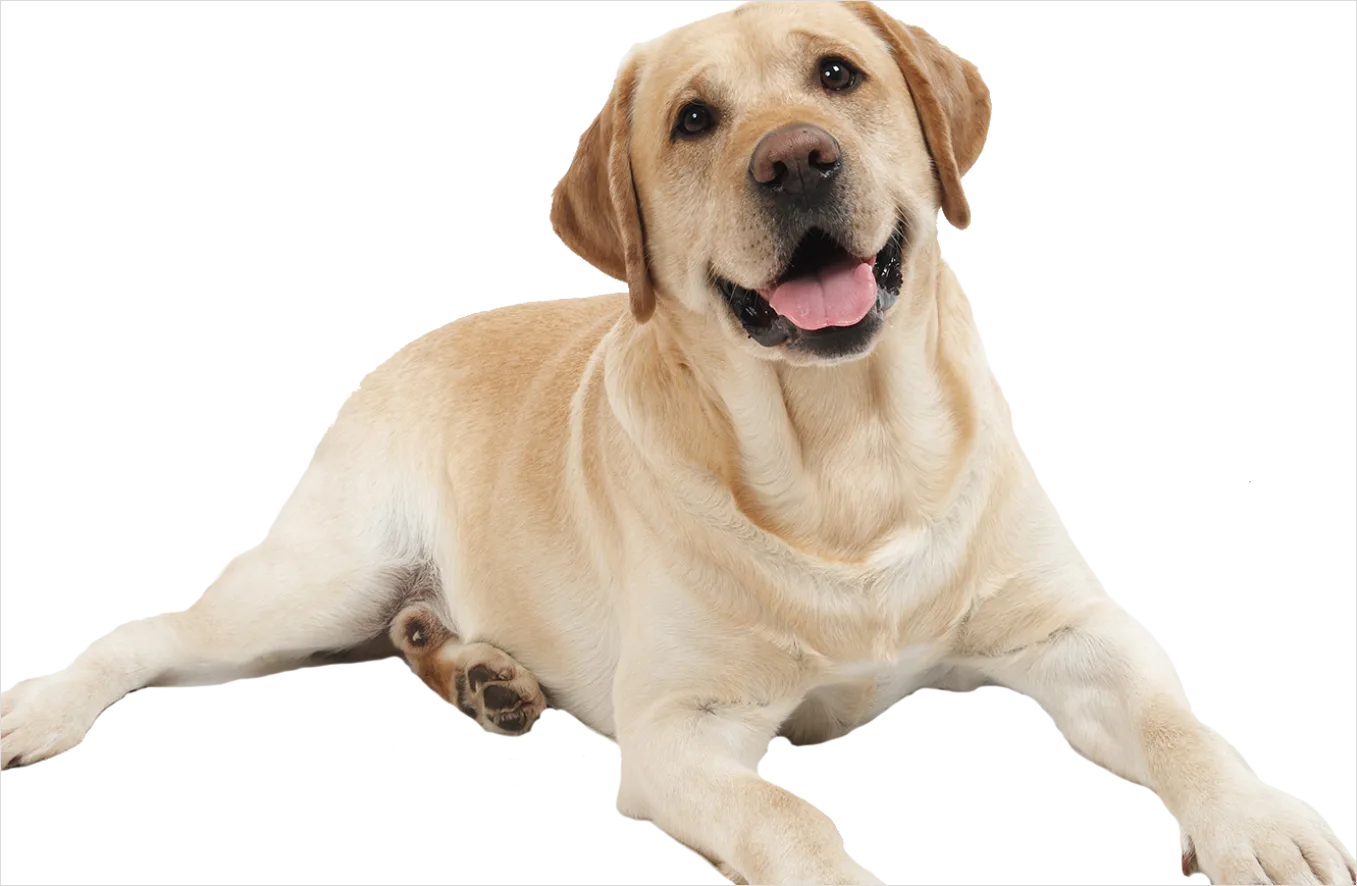 Detail Dog Transparent Png Clipart Number 12