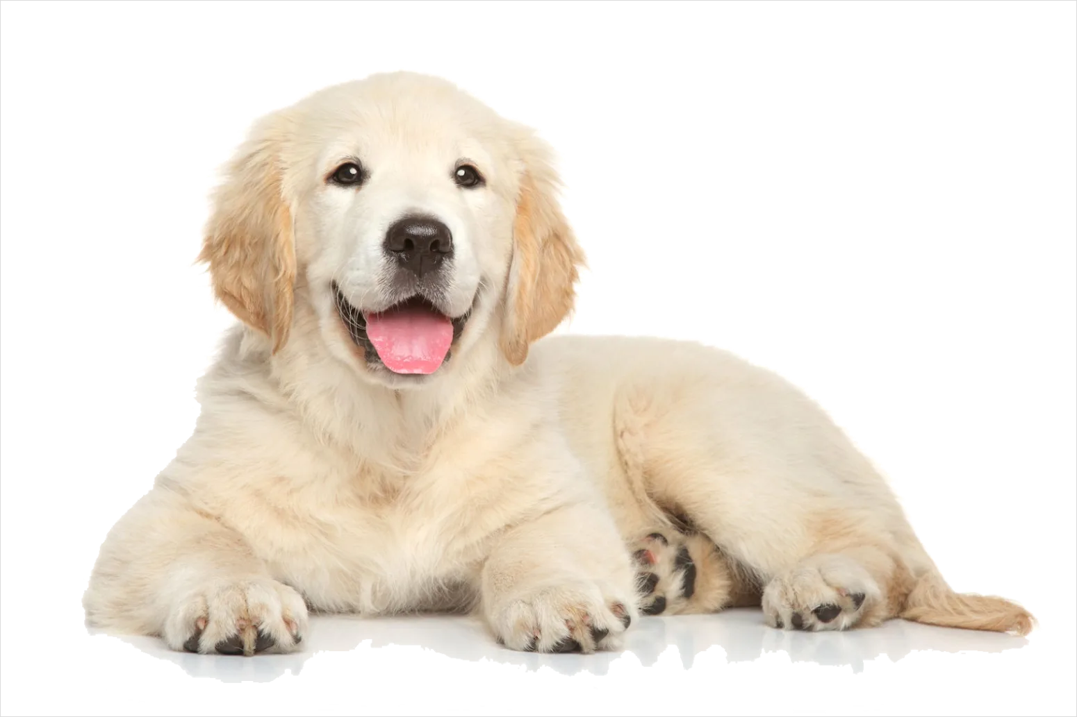 Detail Dog Transparent Png Clipart Number 14
