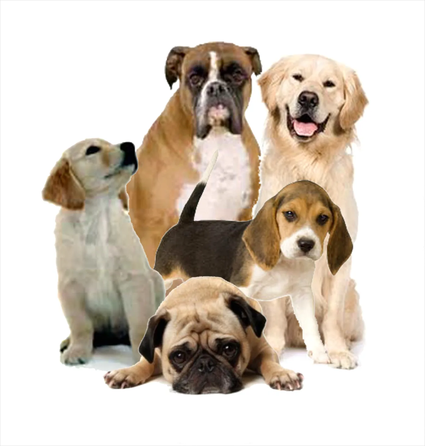 Detail Dog Transparent Png Clipart Number 6