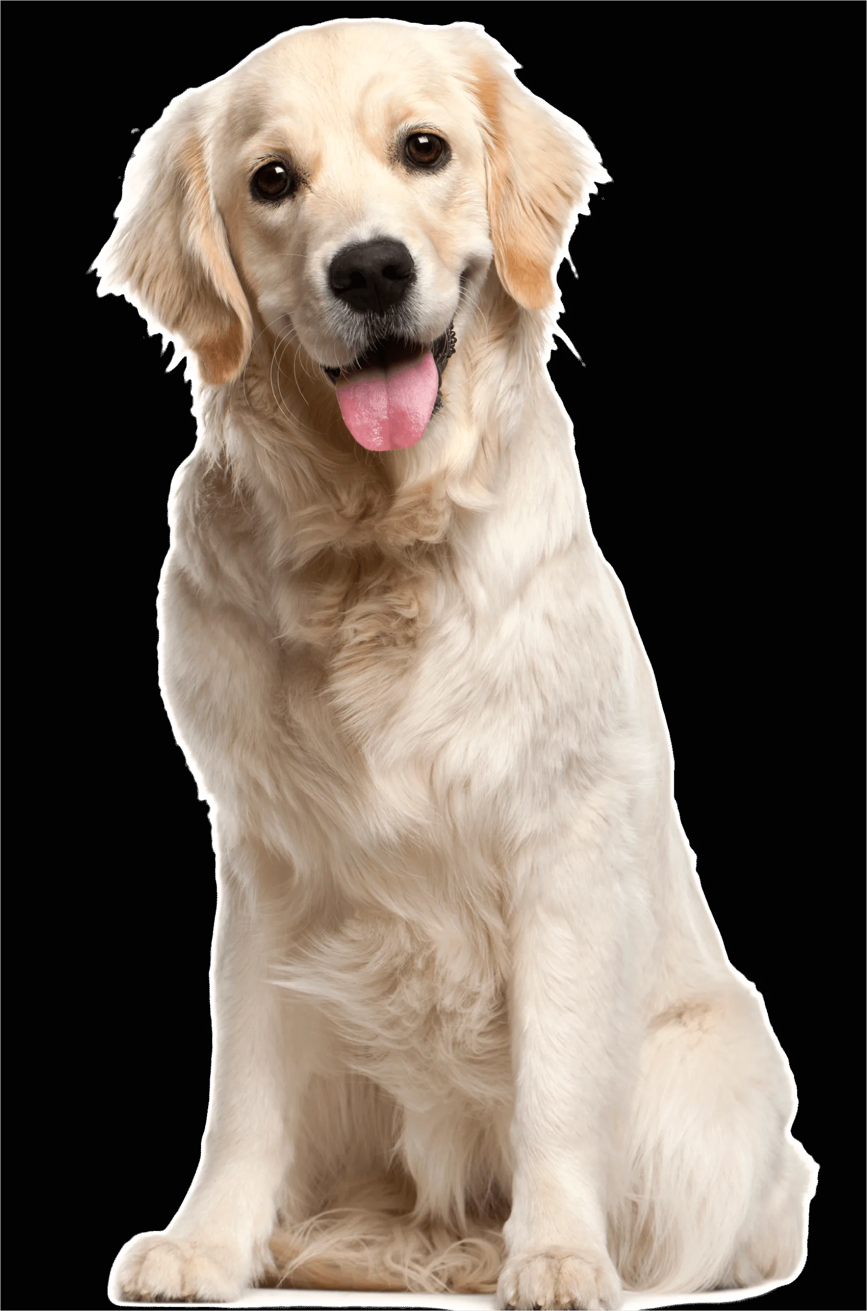 Detail Dog Transparent Png Clipart Number 8