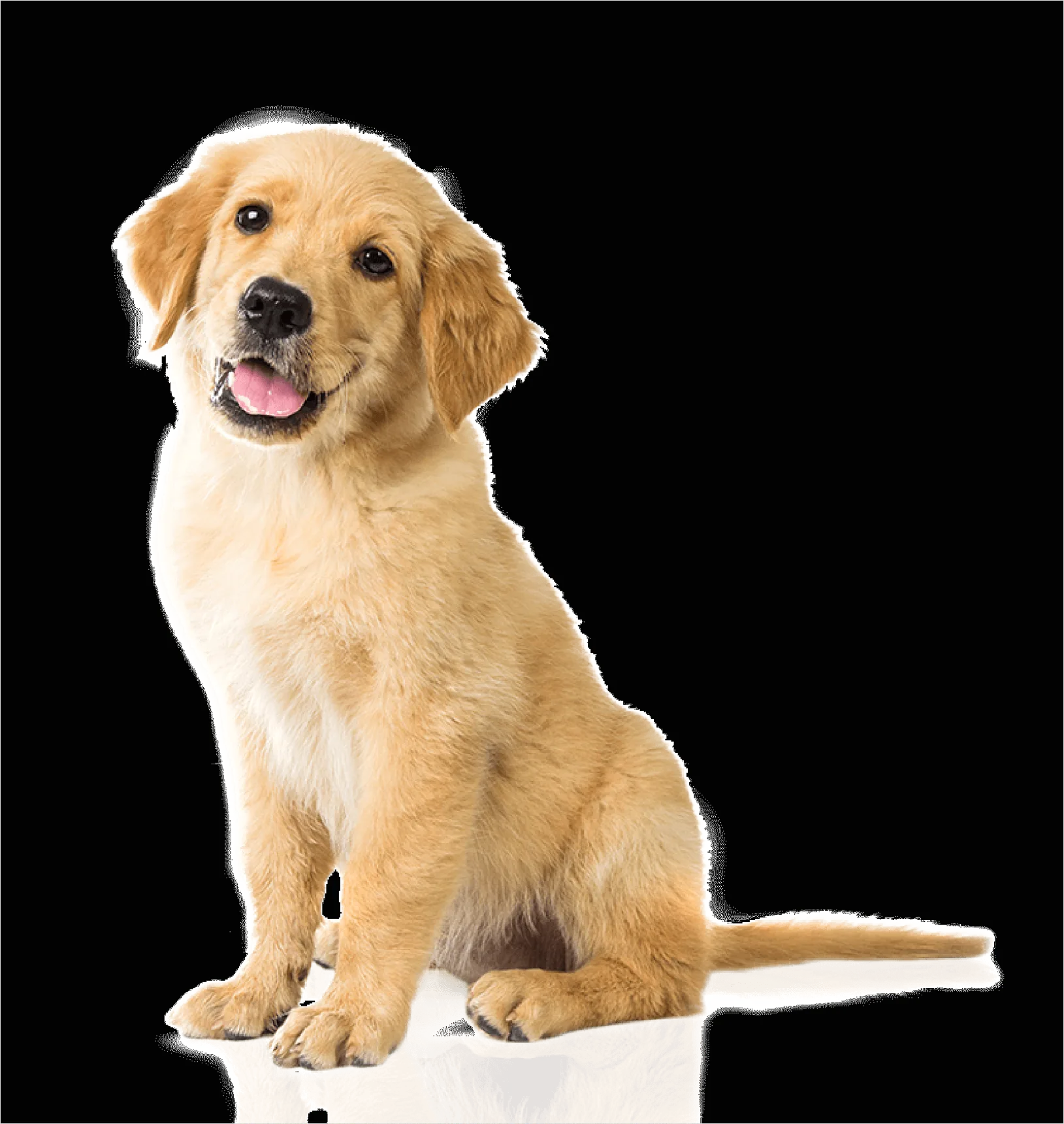Detail Dog Transparent Png Clipart Number 9