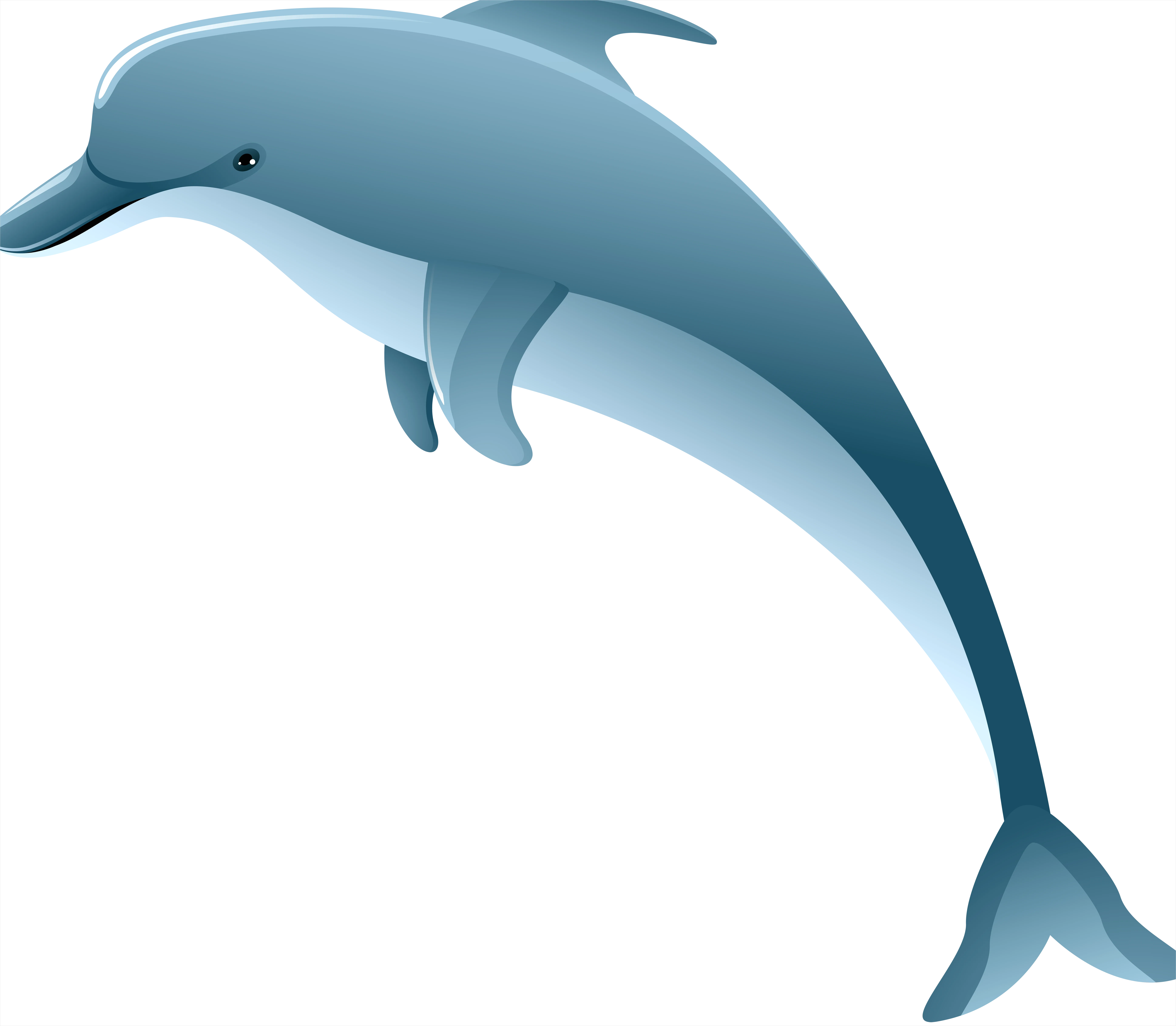 Detail Dolphin Transparent Png Clipart Number 2
