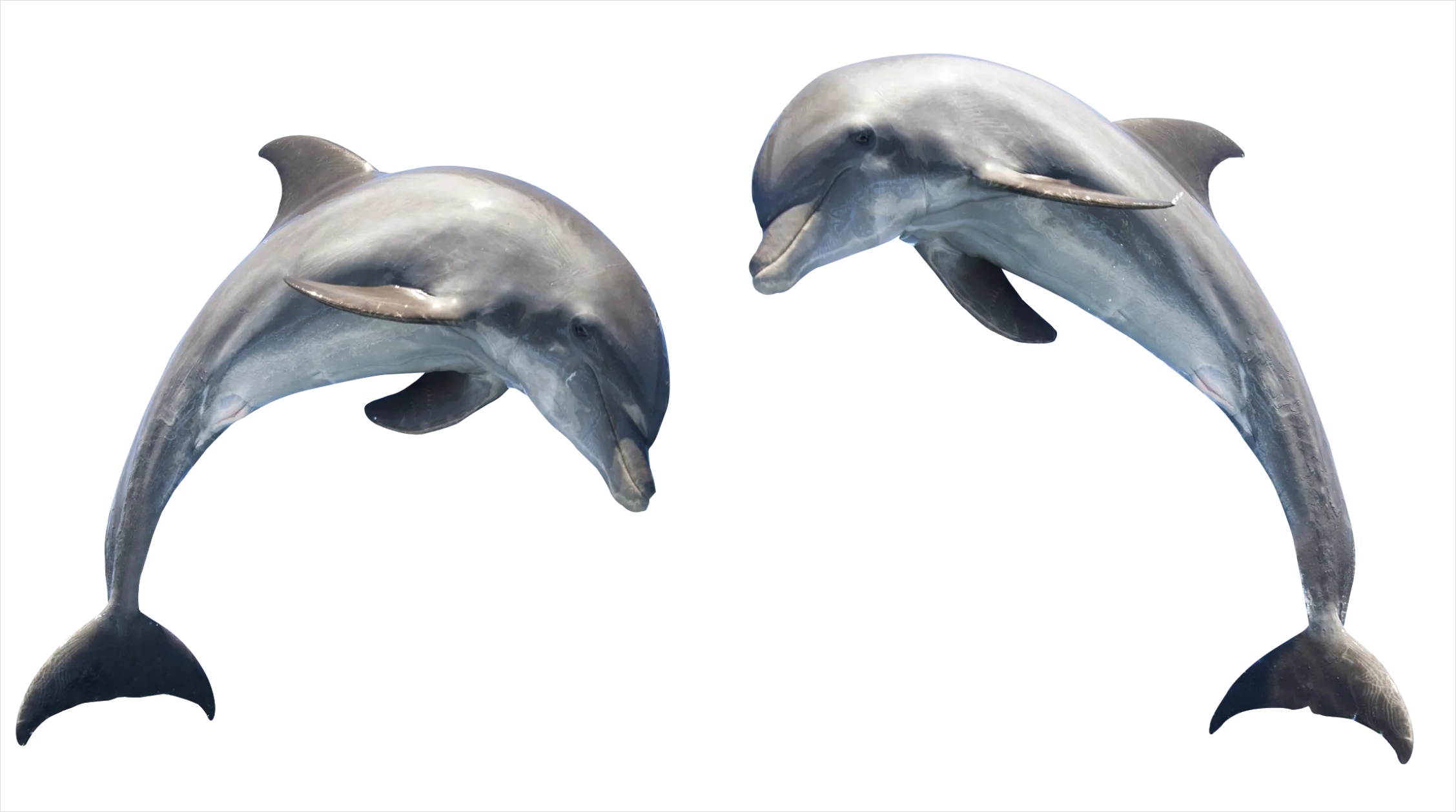 Detail Dolphin Transparent Png Clipart Number 10