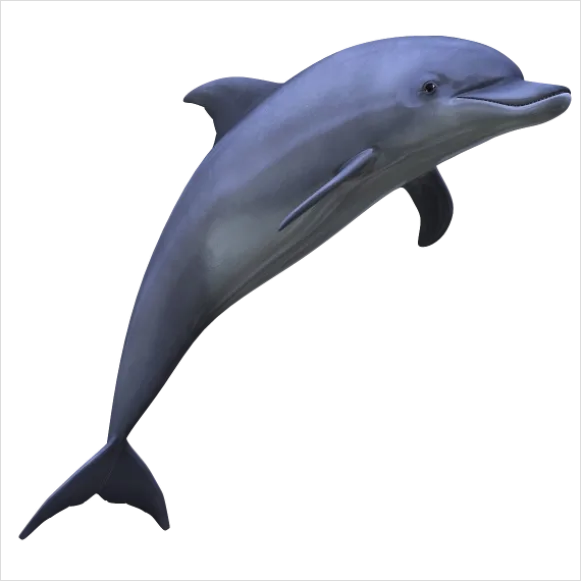 Detail Dolphin Transparent Png Clipart Number 13