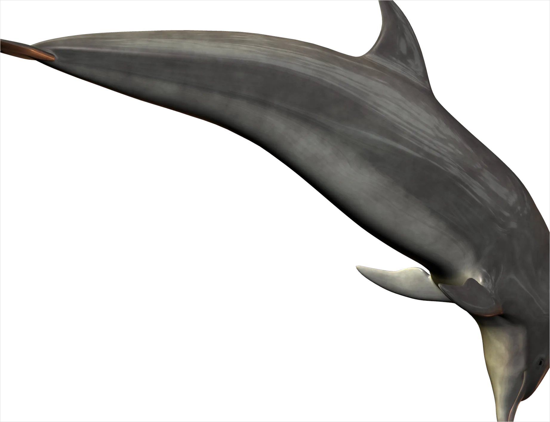 Detail Dolphin Transparent Png Clipart Number 15