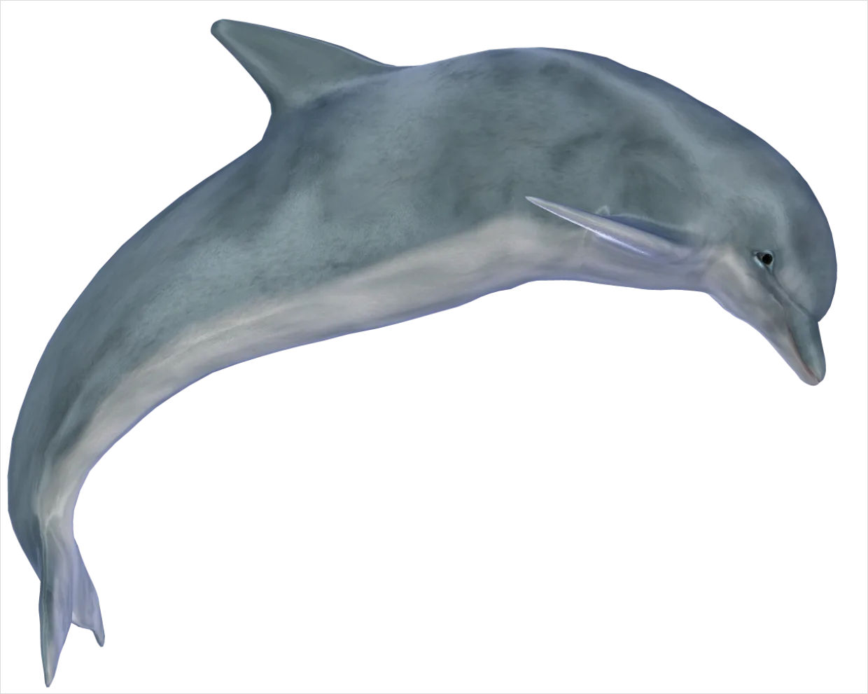 Detail Dolphin Transparent Png Clipart Number 16
