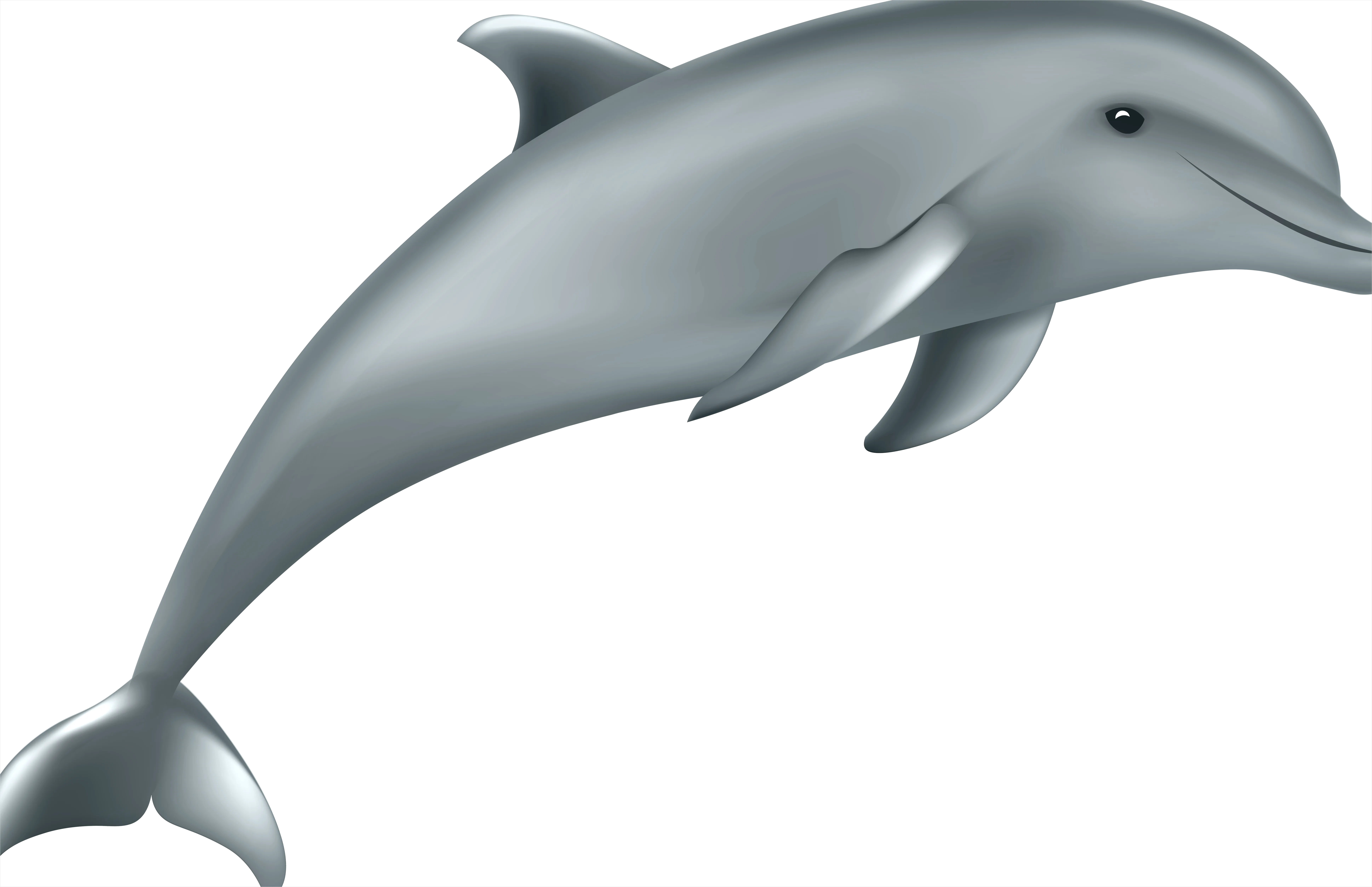 Detail Dolphin Transparent Png Clipart Number 6