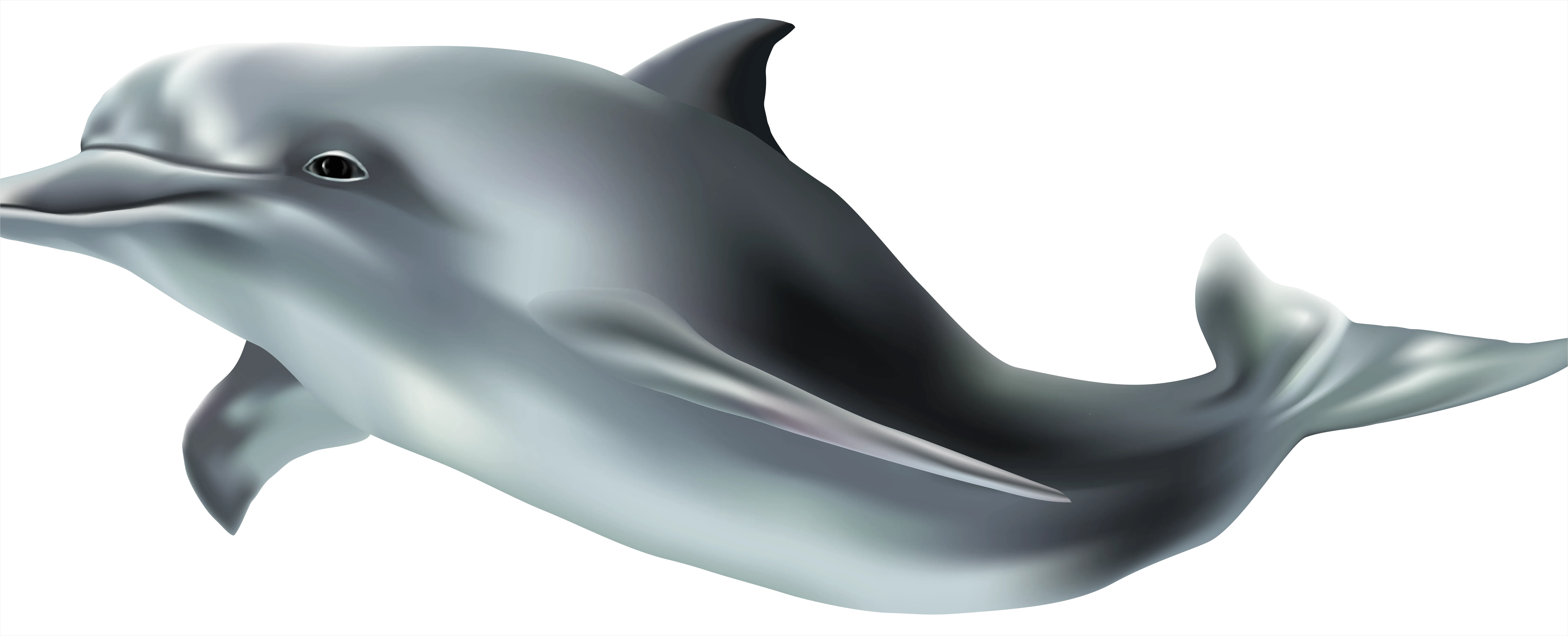 Detail Dolphin Transparent Png Clipart Number 8