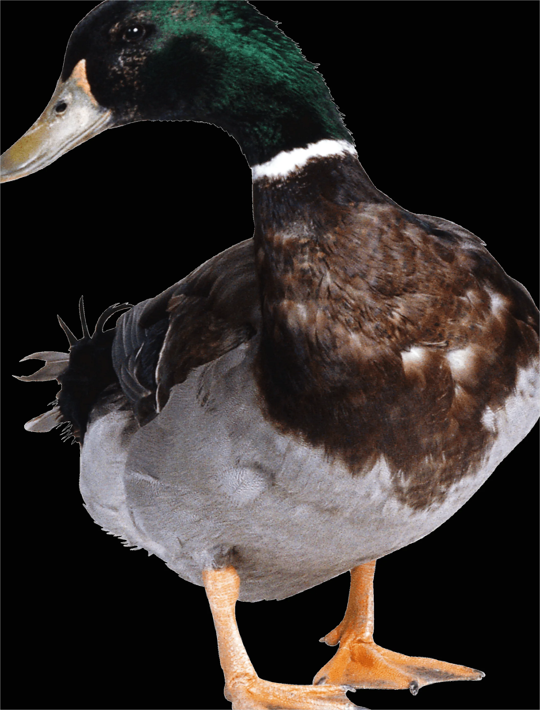 Detail Duck Transparent Png Clipart Number 11