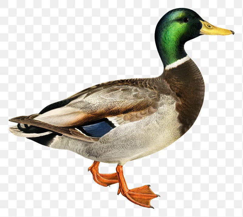 Detail Duck Transparent Png Clipart Number 14