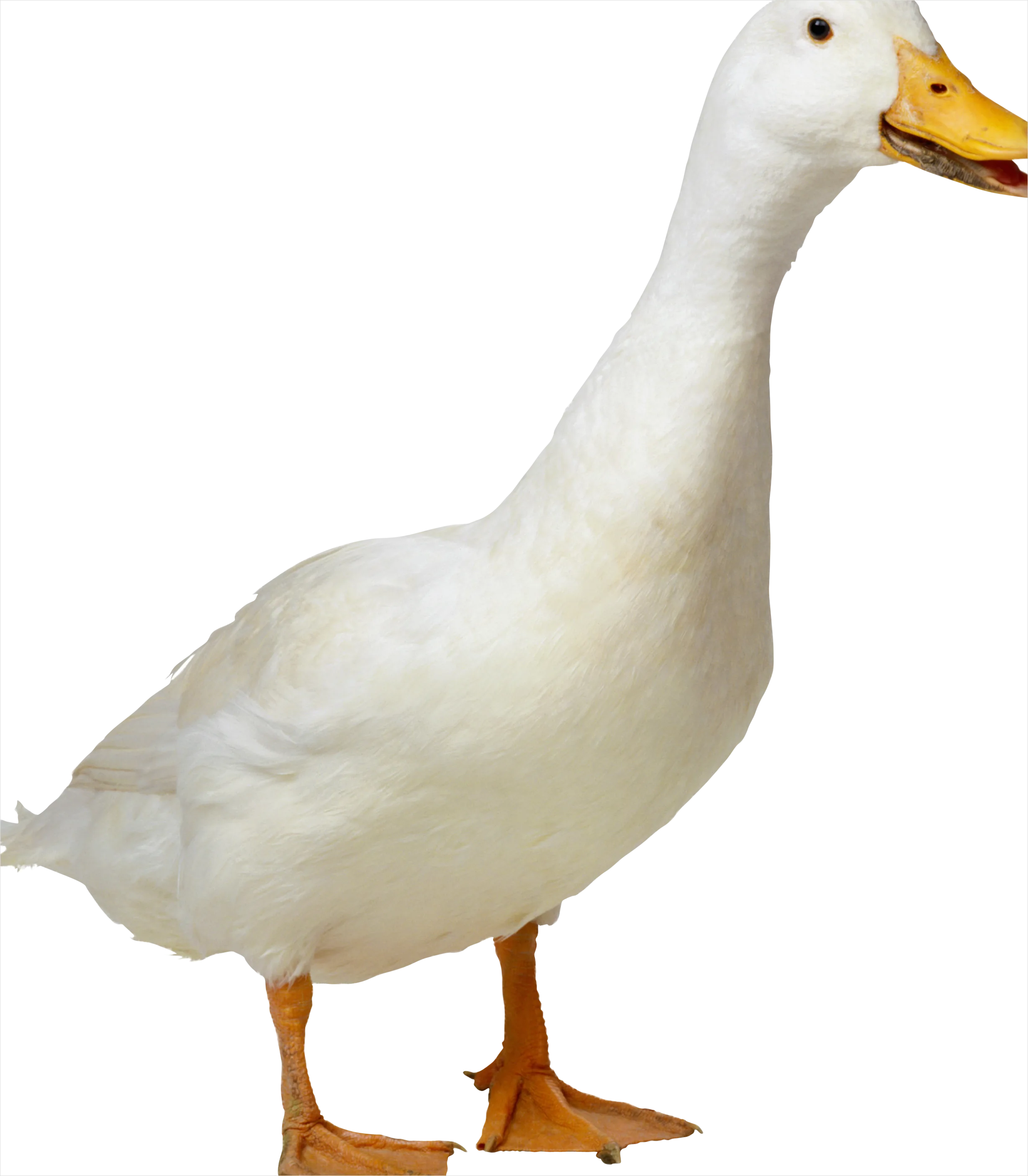Detail Duck Transparent Png Clipart Number 3