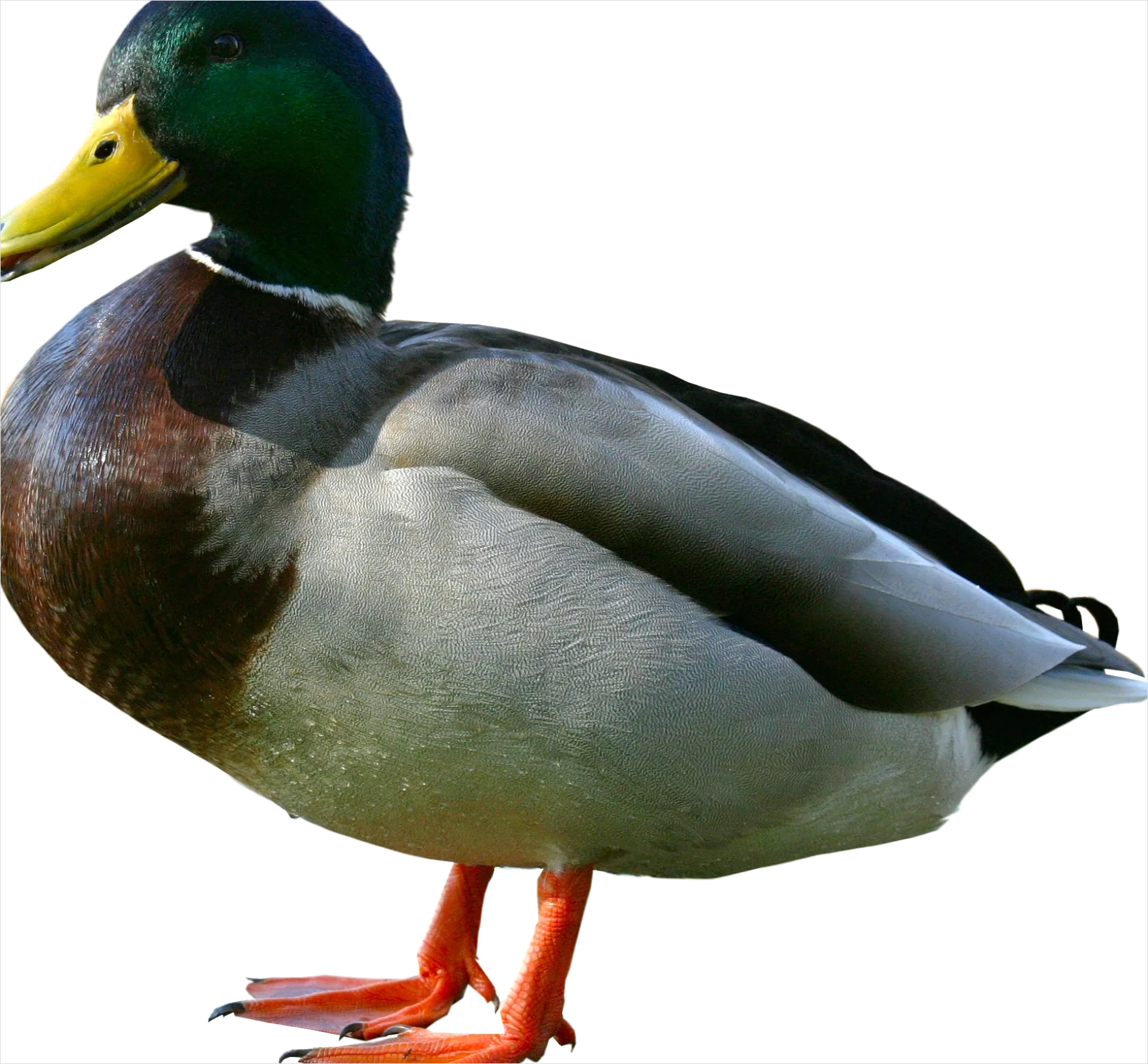Detail Duck Transparent Png Clipart Number 7