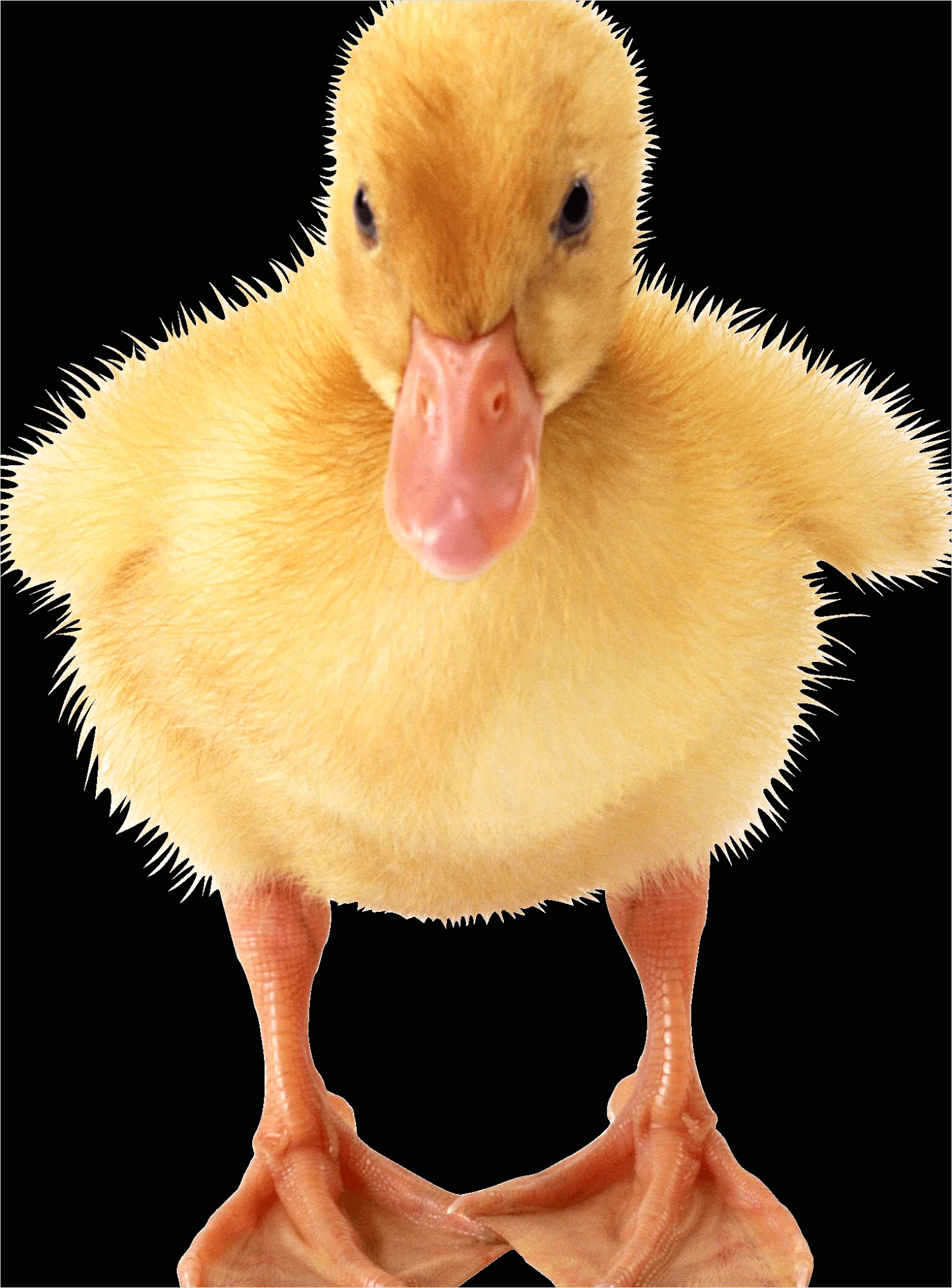 Detail Duck Transparent Png Clipart Number 8