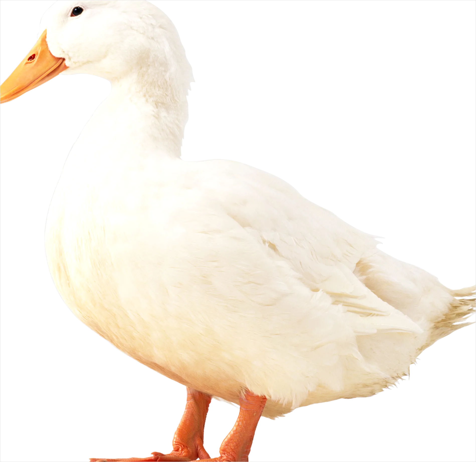 Detail Duck Transparent Png Clipart Number 10