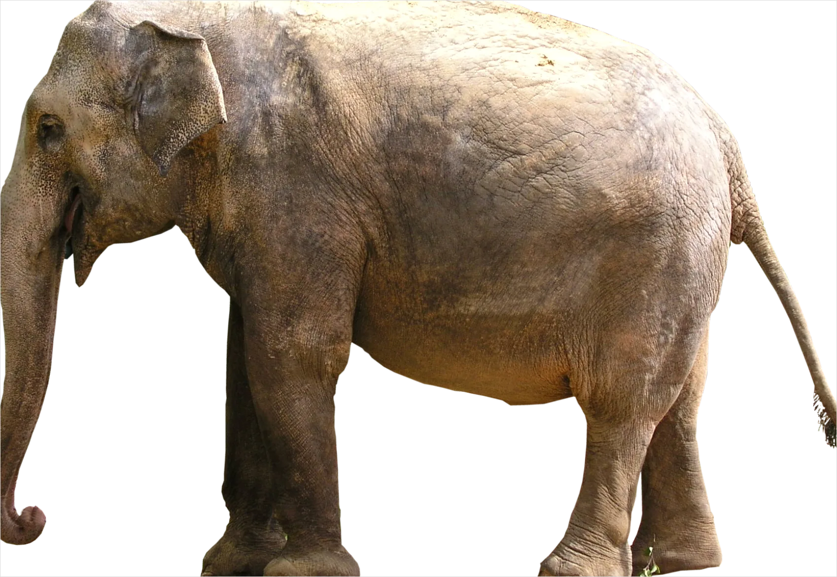 Detail Elephant Transparent Png Clipart Number 11