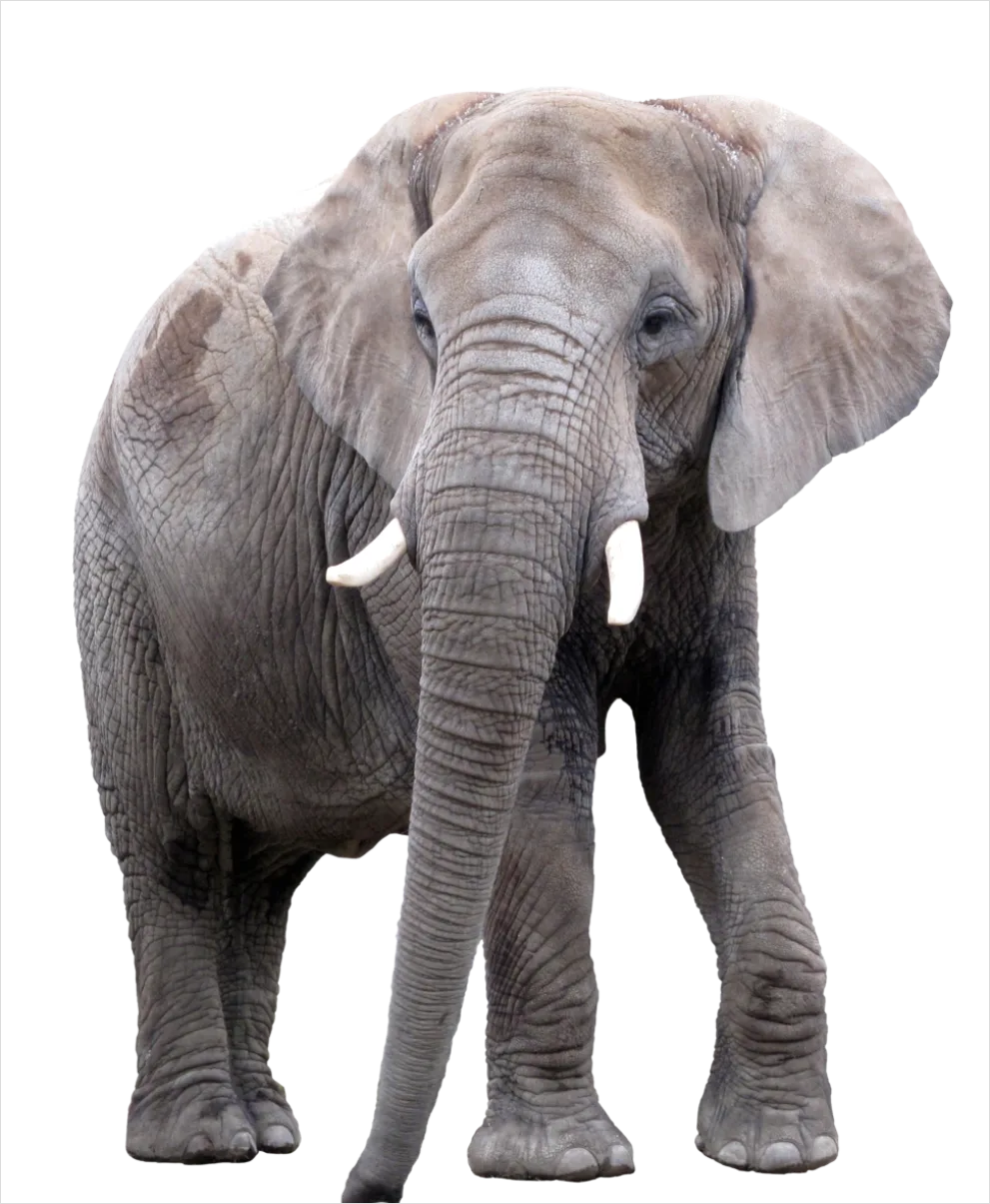 Detail Elephant Transparent Png Clipart Number 4