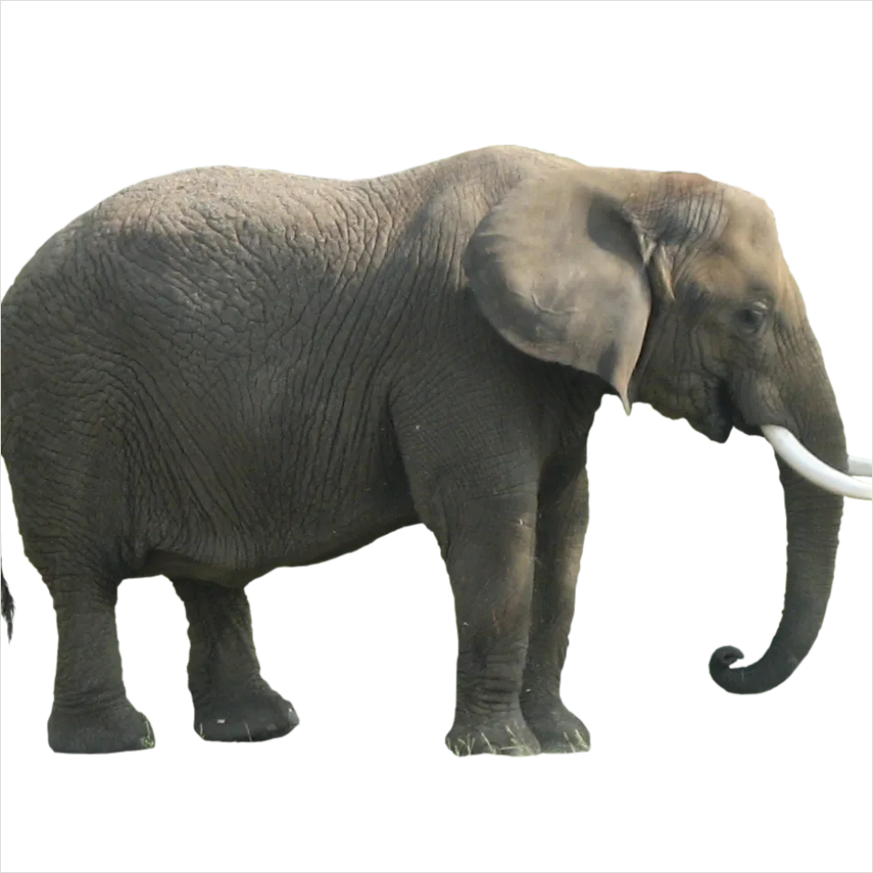 Detail Elephant Transparent Png Clipart Number 6