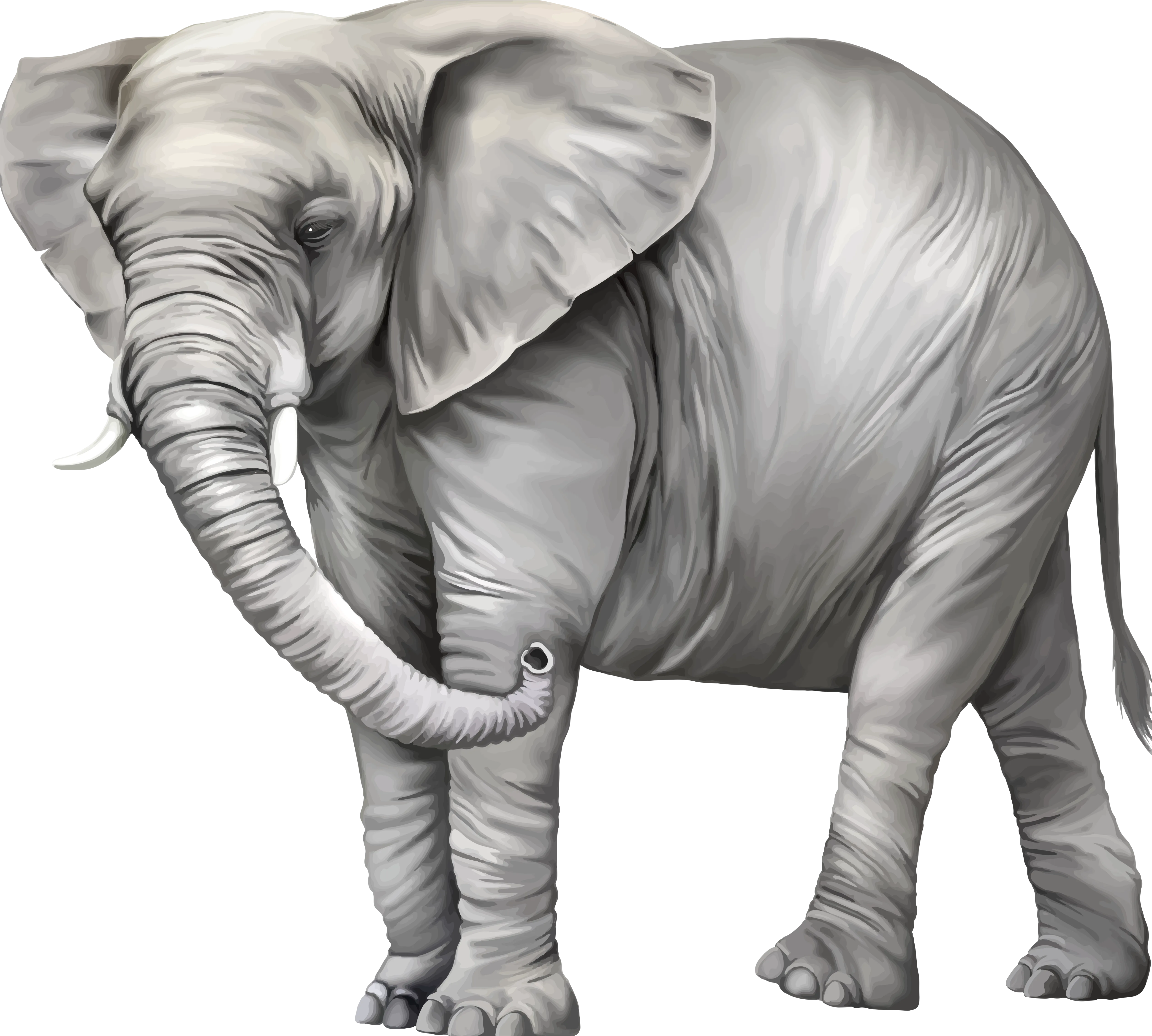 Detail Elephant Transparent Png Clipart Number 7