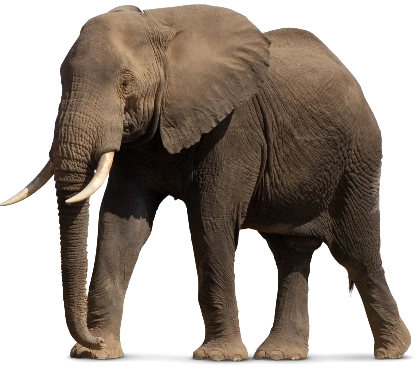 Detail Elephant Transparent Png Clipart Number 10
