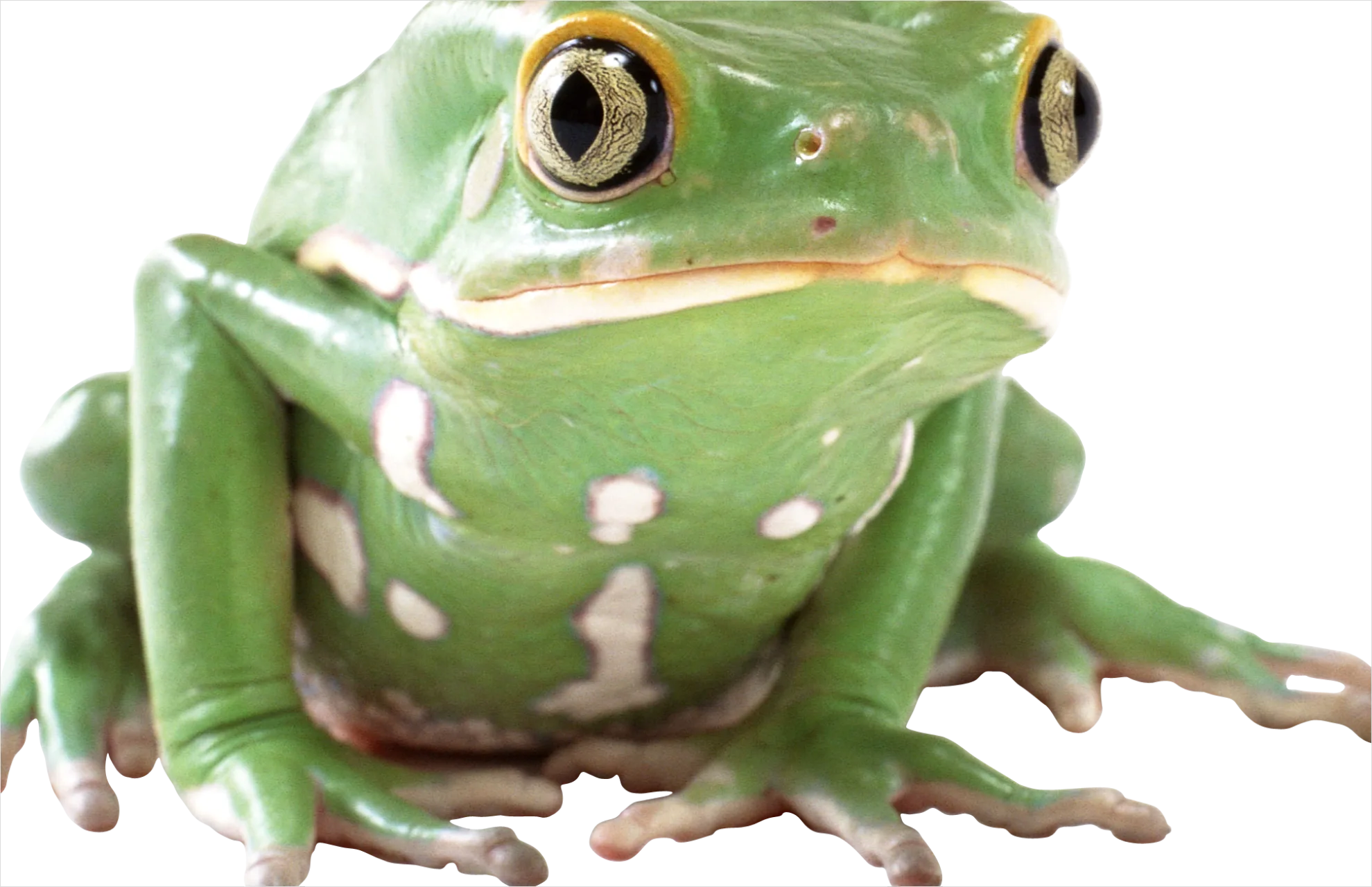 Detail Frog Transparent Png Clipart Number 11
