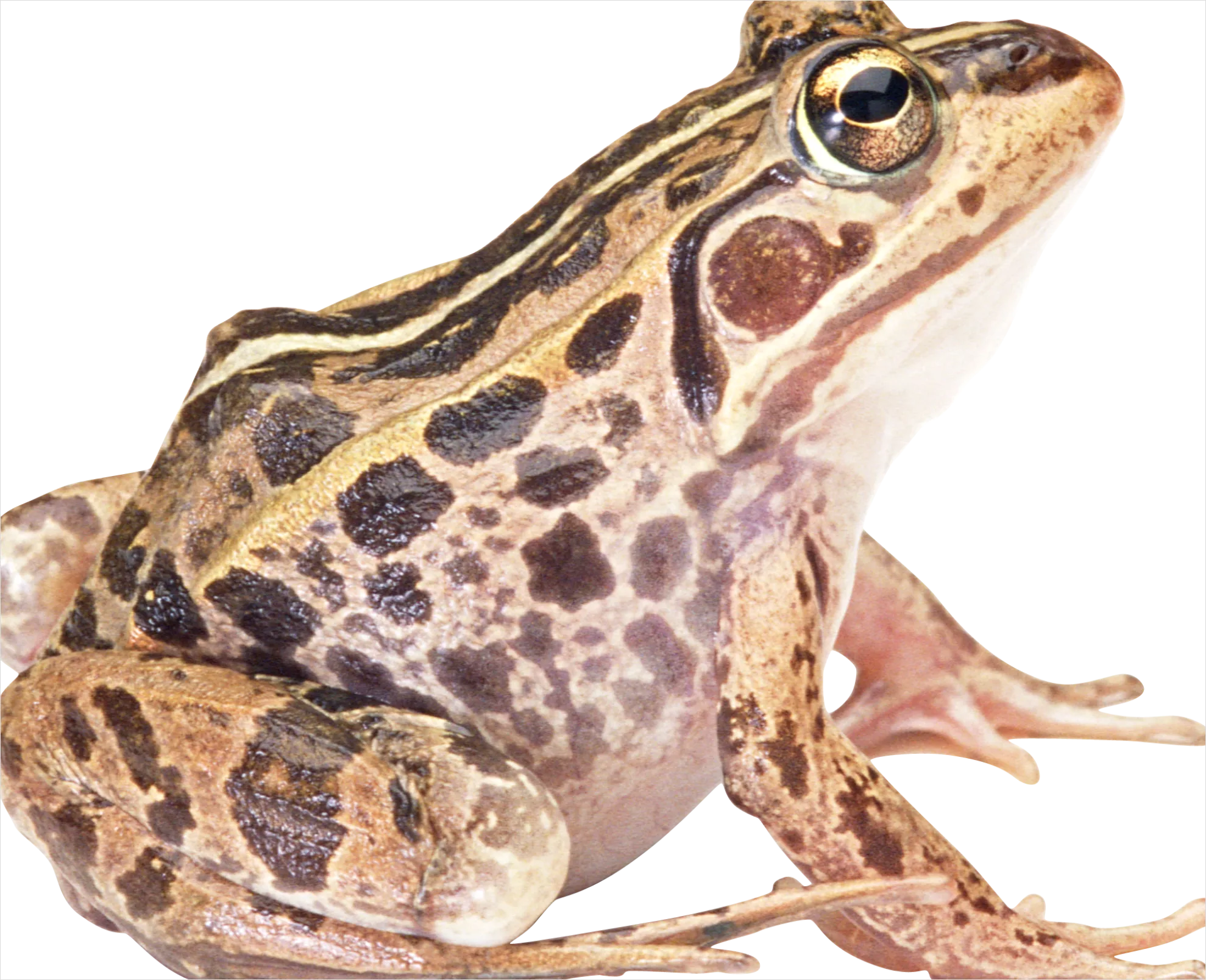 Detail Frog Transparent Png Clipart Number 12