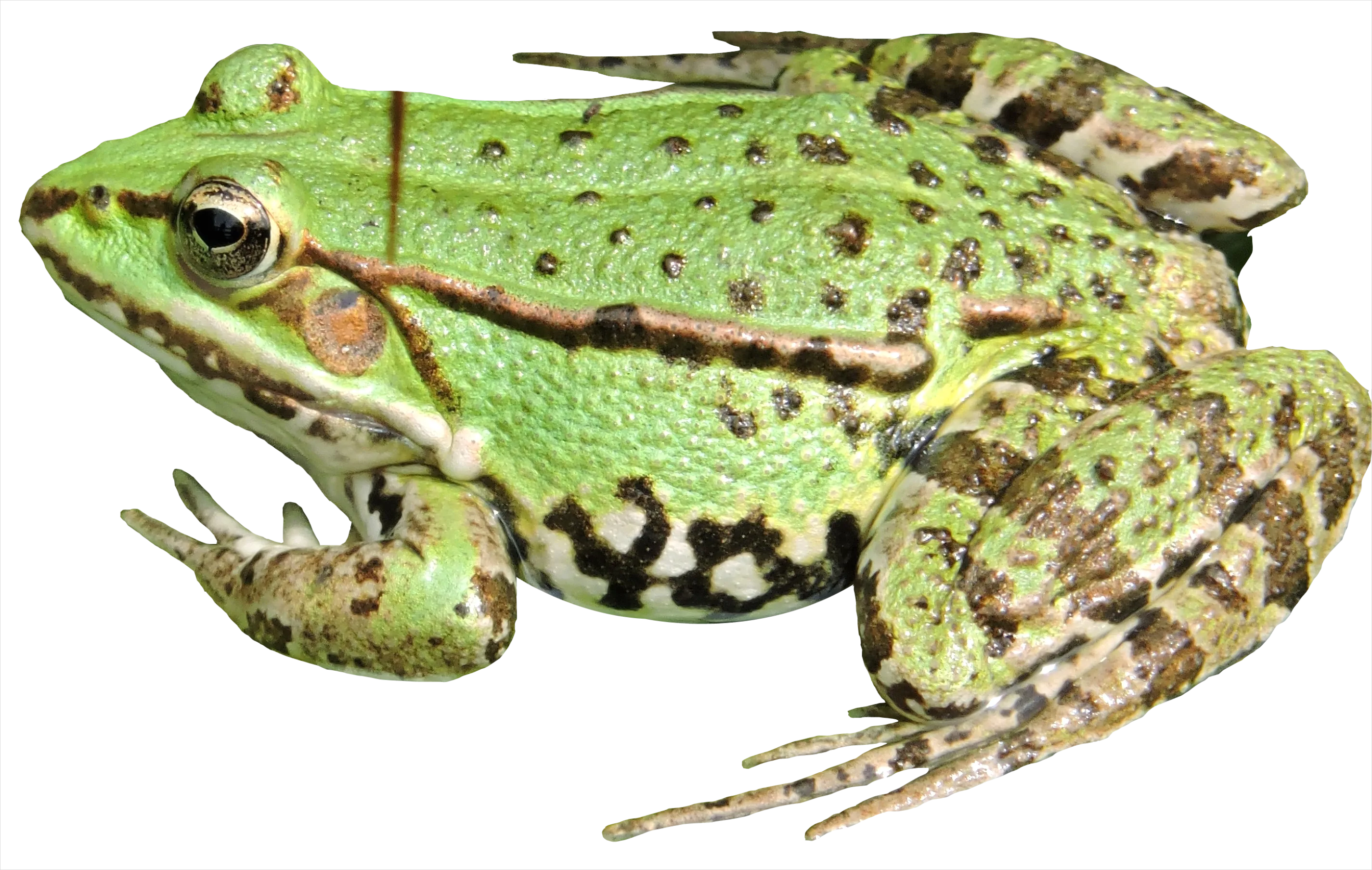 Detail Frog Transparent Png Clipart Number 13
