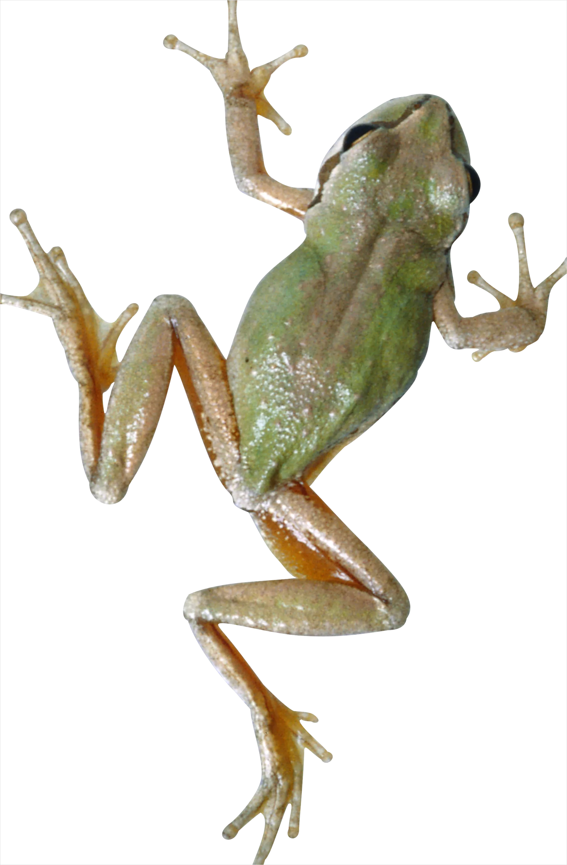 Detail Frog Transparent Png Clipart Number 14