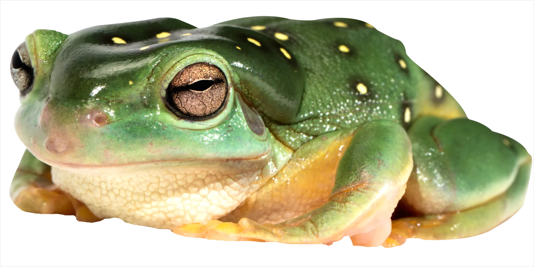 Detail Frog Transparent Png Clipart Number 15