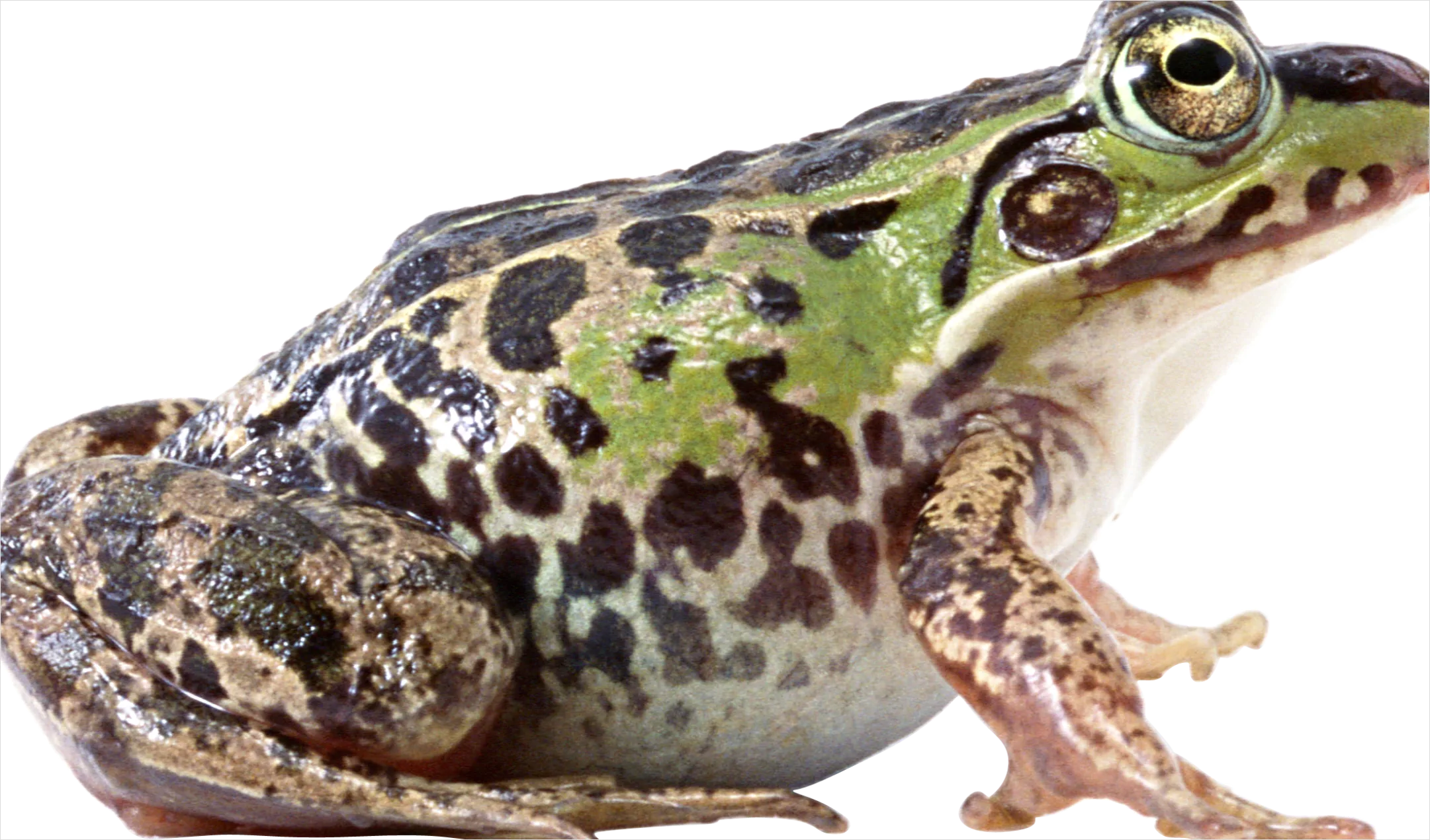 Detail Frog Transparent Png Clipart Number 16