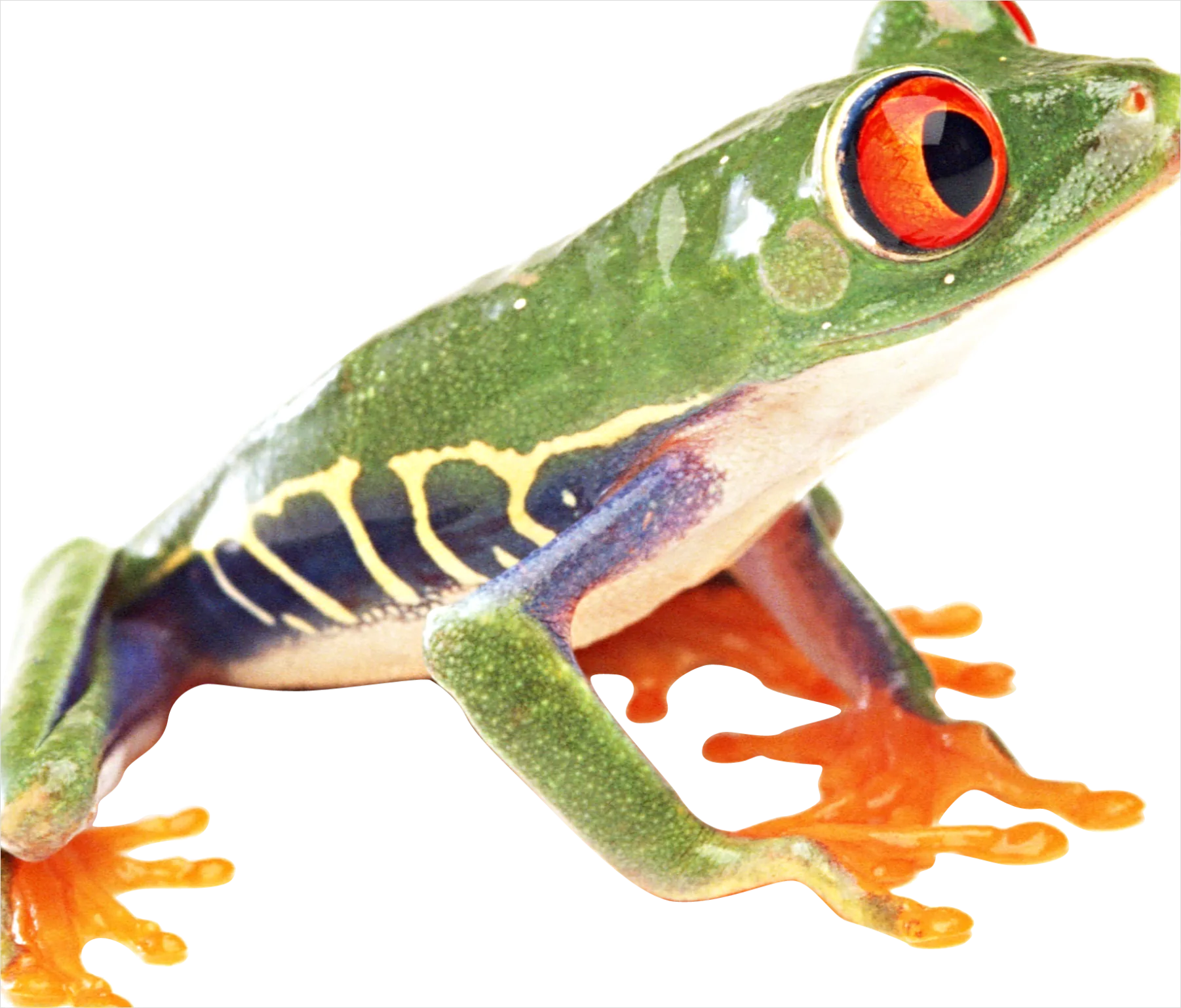 Detail Frog Transparent Png Clipart Number 17